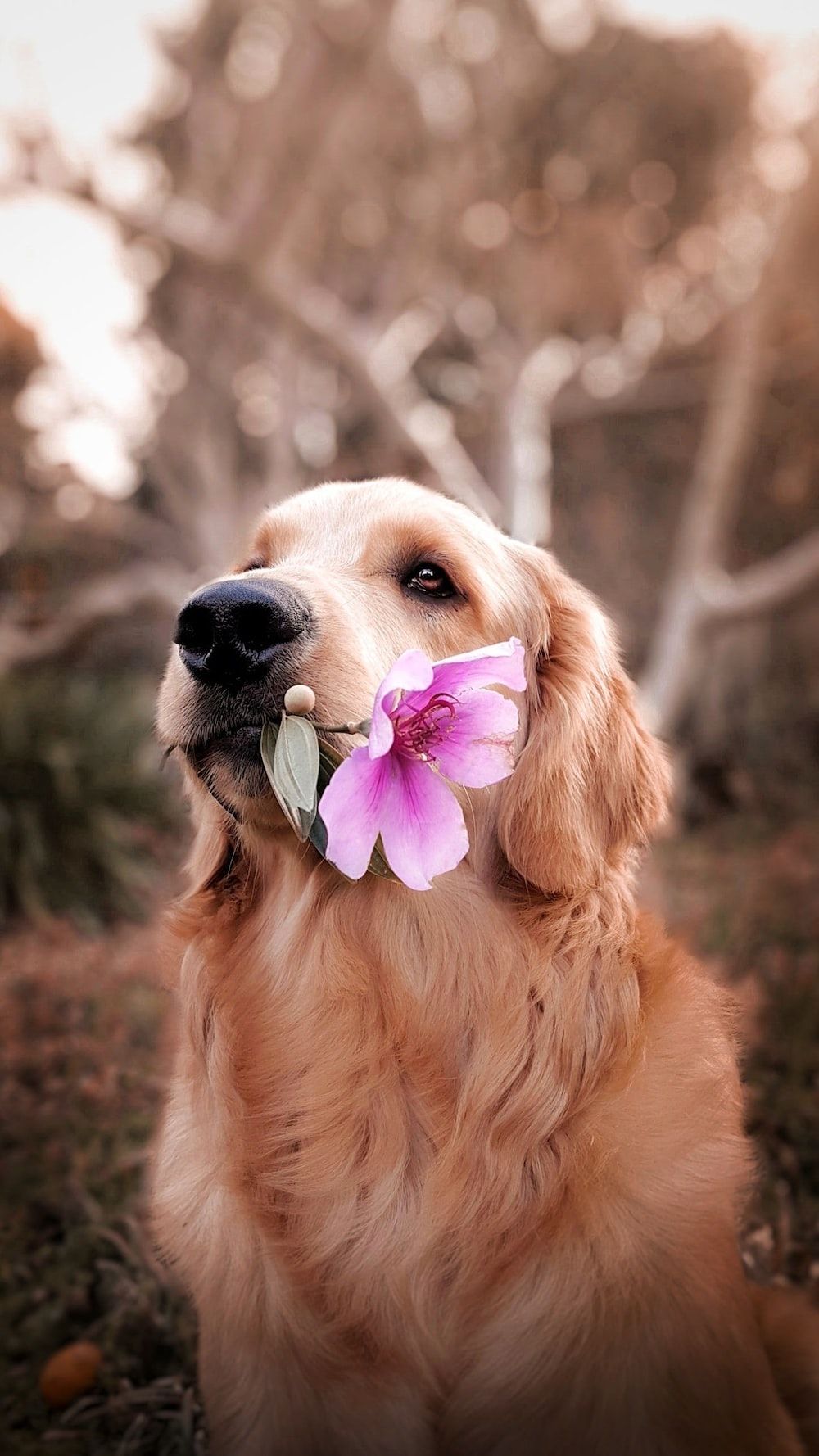 Dog In Flower Picture. Download Free Image