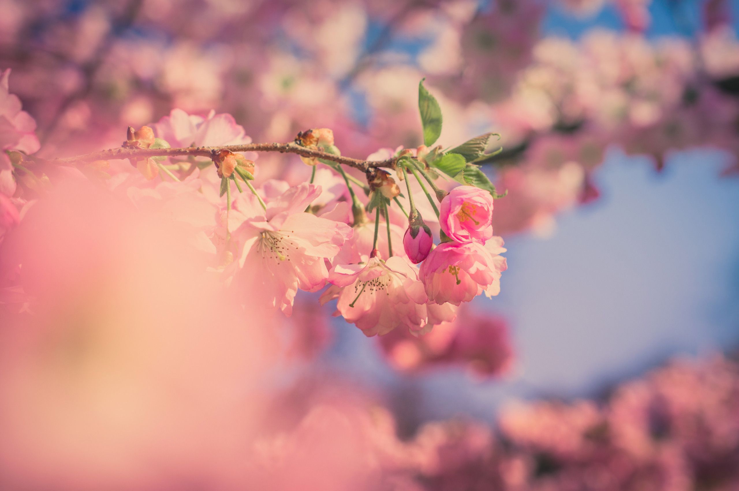 Pink Flowers 5k Chromebook Pixel HD 4k Wallpaper, Image, Background, Photo and Picture