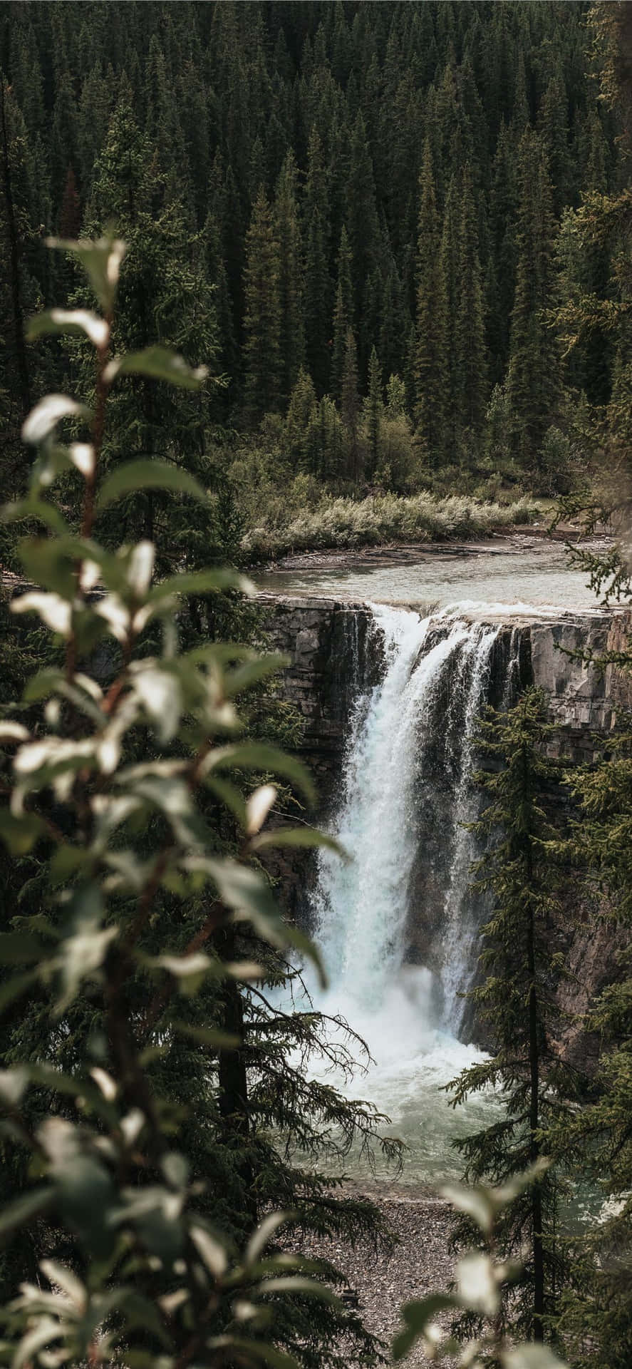 A waterfall surrounded by trees in the forest. - Waterfall