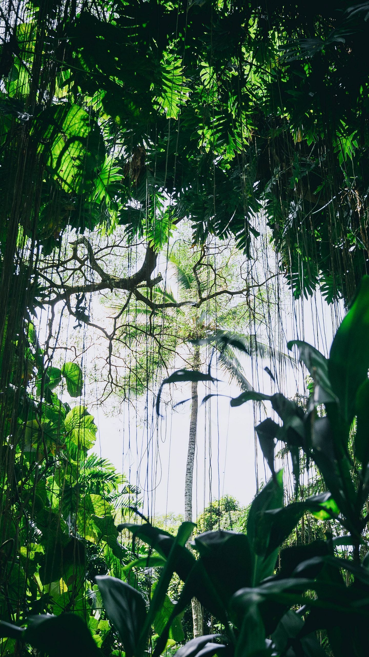 A lush green forest with a mix of tall and short plants - Jungle