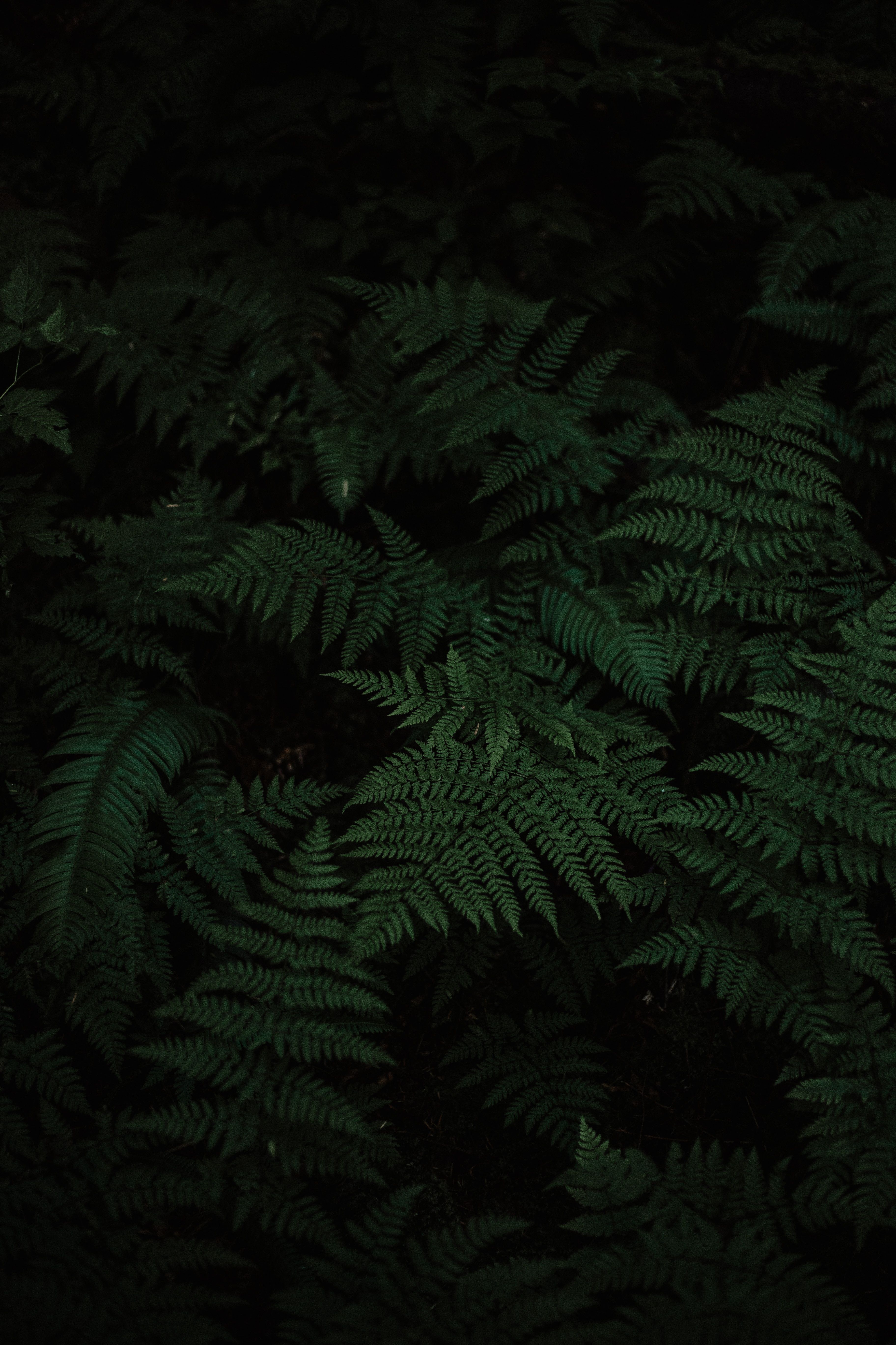 A close up of some green leaves - Jungle