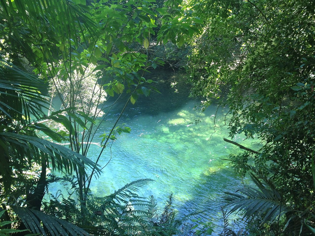 A body of water surrounded by trees - Jungle