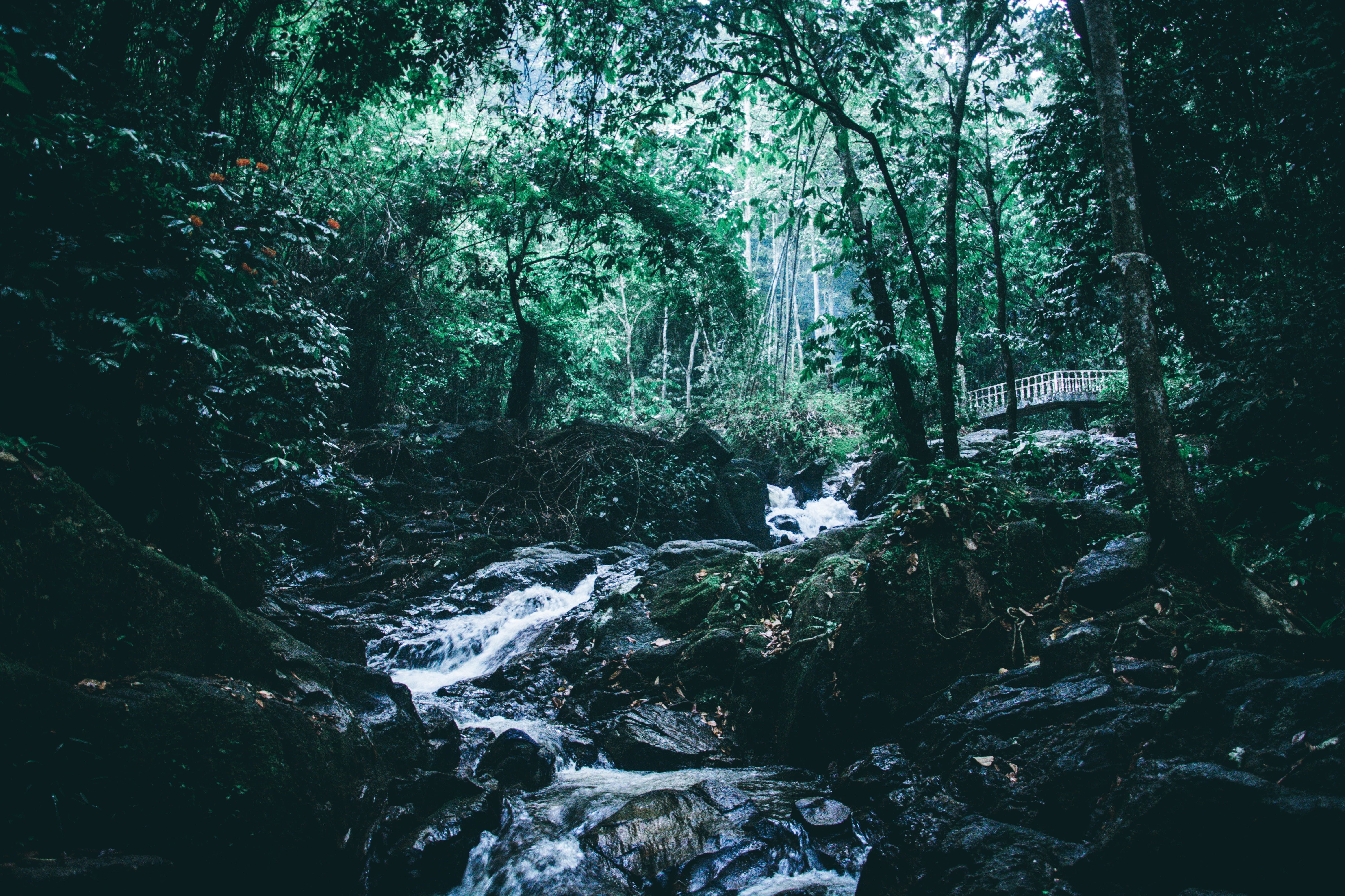 A dark and moody image of a forest with a small waterfall. - Jungle
