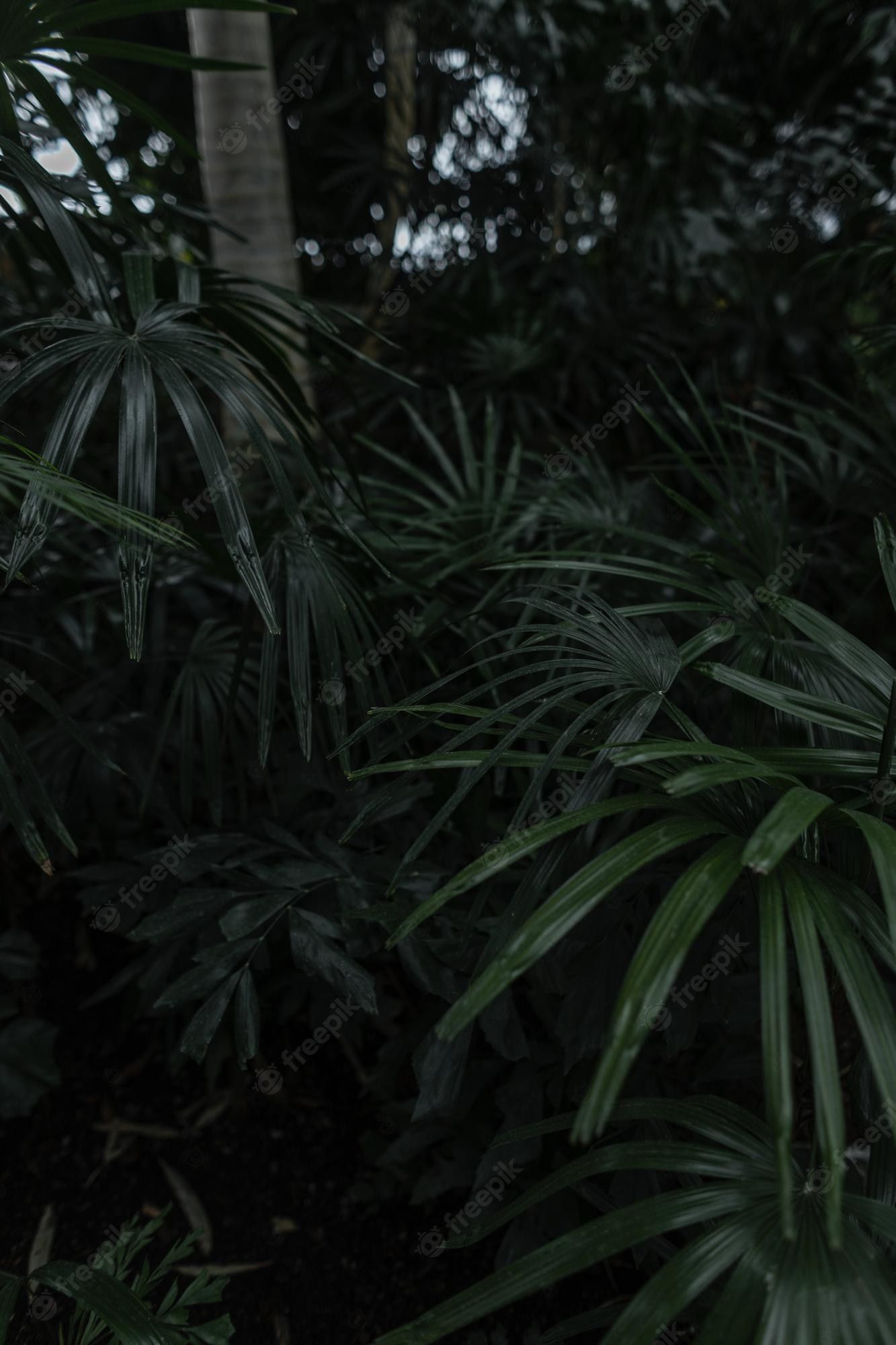 Close up of green palm leaves in a forest - Jungle