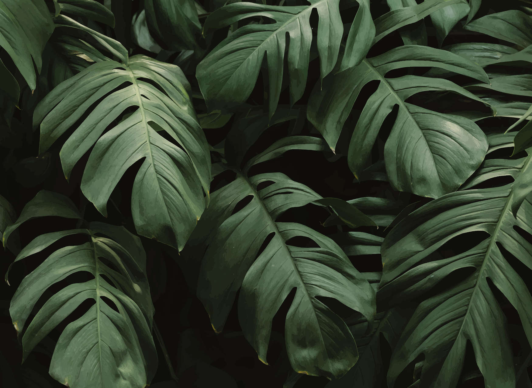 Monstera leaves in a dark background - Jungle, Monstera