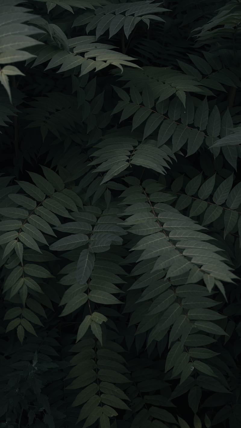 Green leaves on a dark background - Jungle