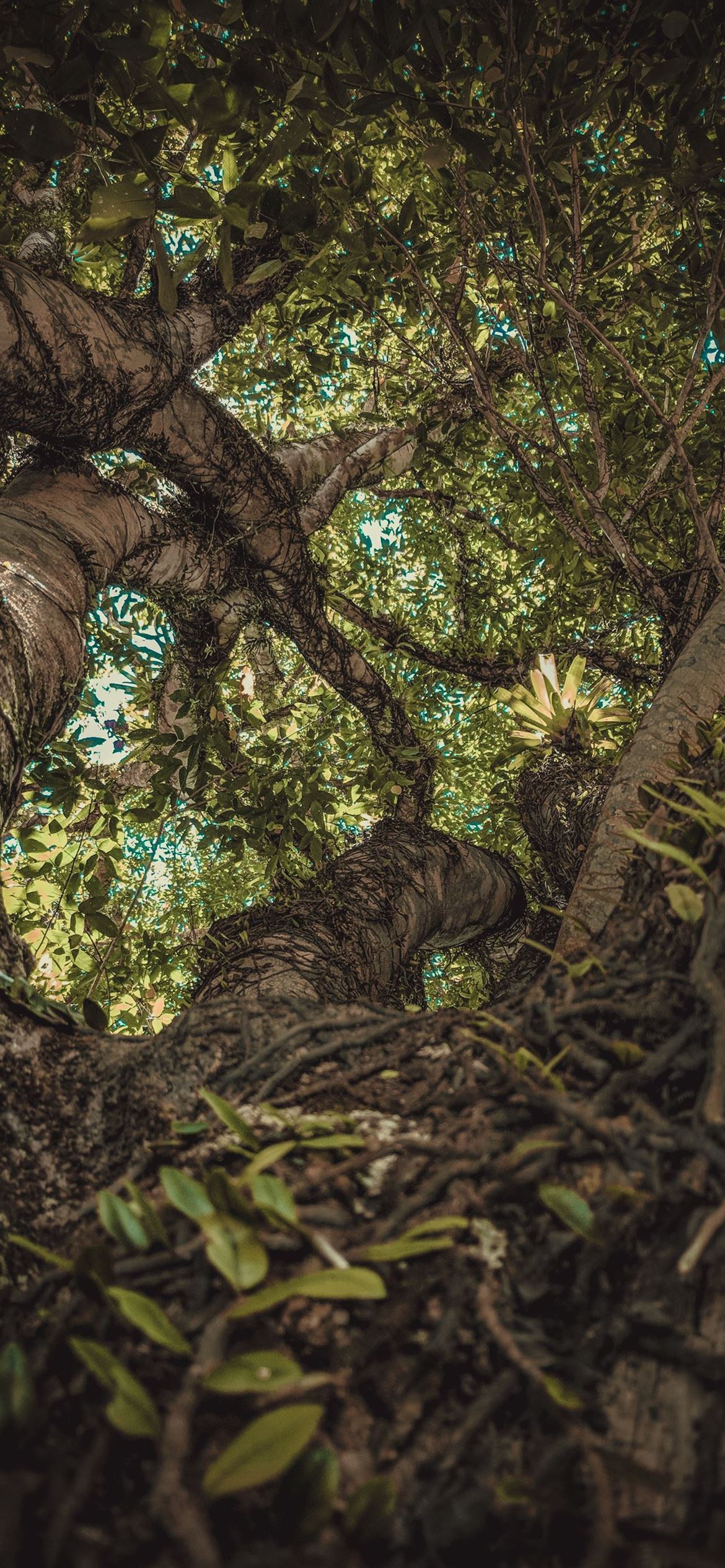 A low angle shot of a tree with a blue sky - Jungle