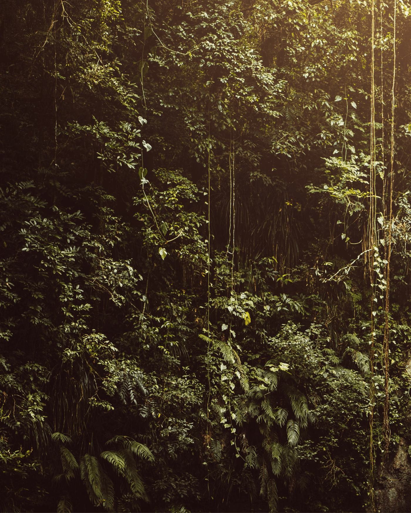 A dense forest with a mix of tall and short trees. - Jungle