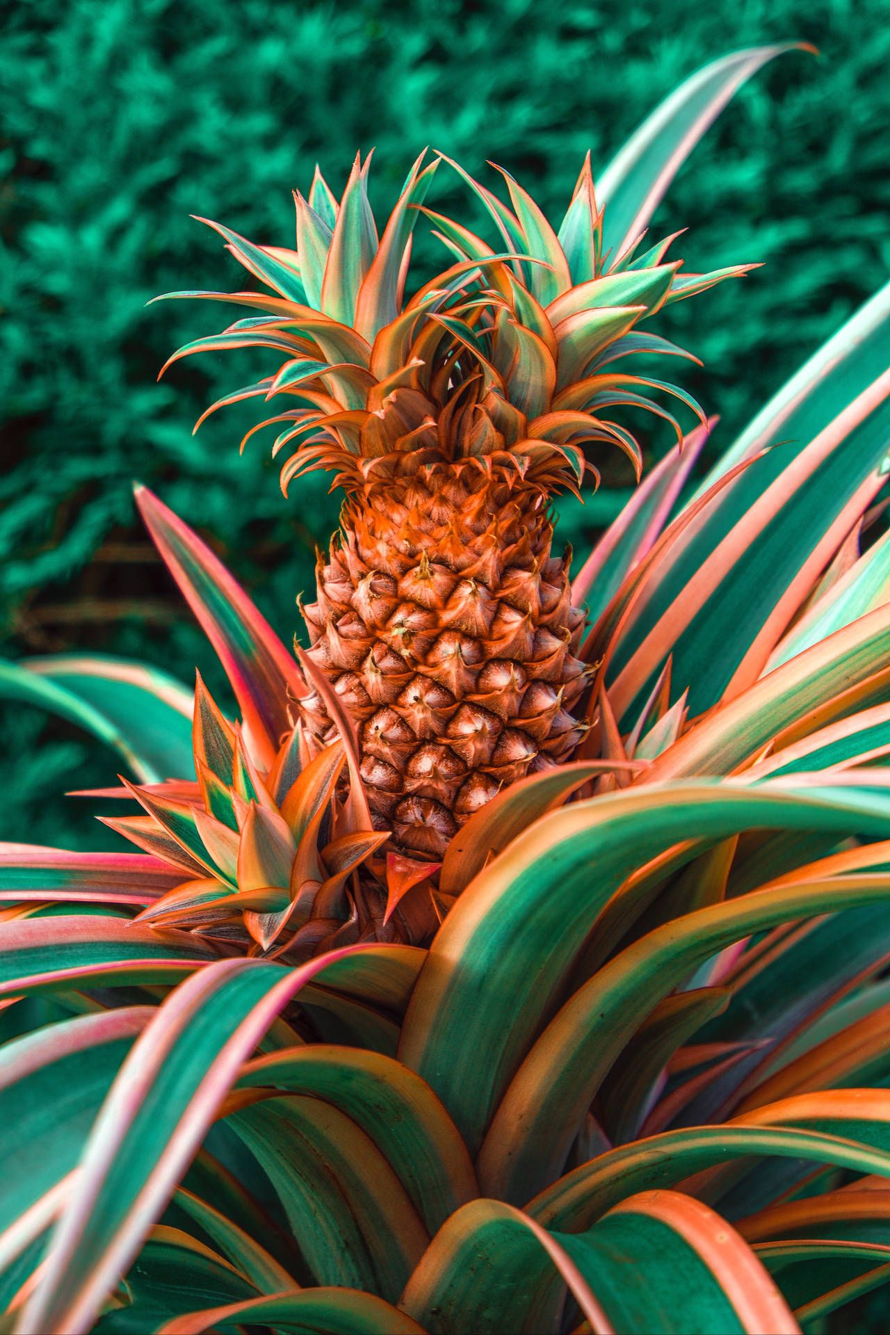 Pineapple HD Wallpaper, Free Pineapple Wallpaper Image For All Devices