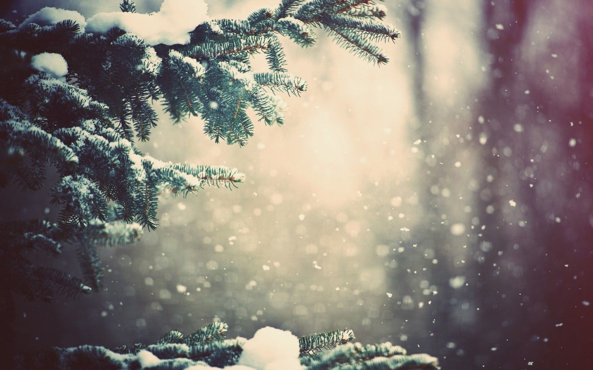 A snowy scene with pine trees in the background - Cozy
