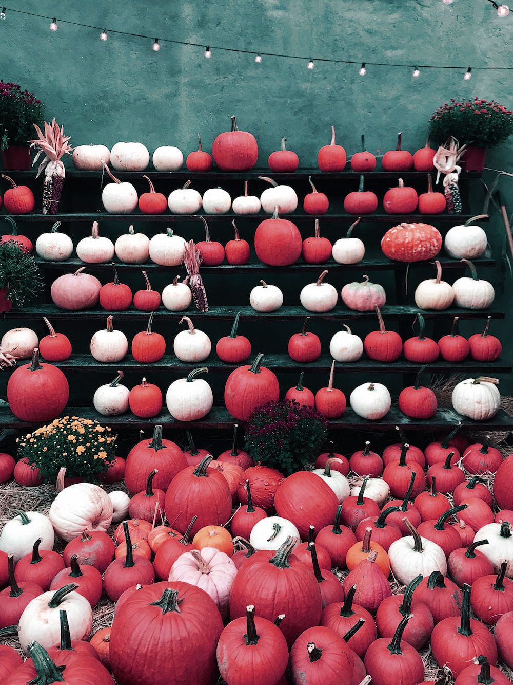 A display of red and white pumpkins on shelves. - Cozy, pumpkin