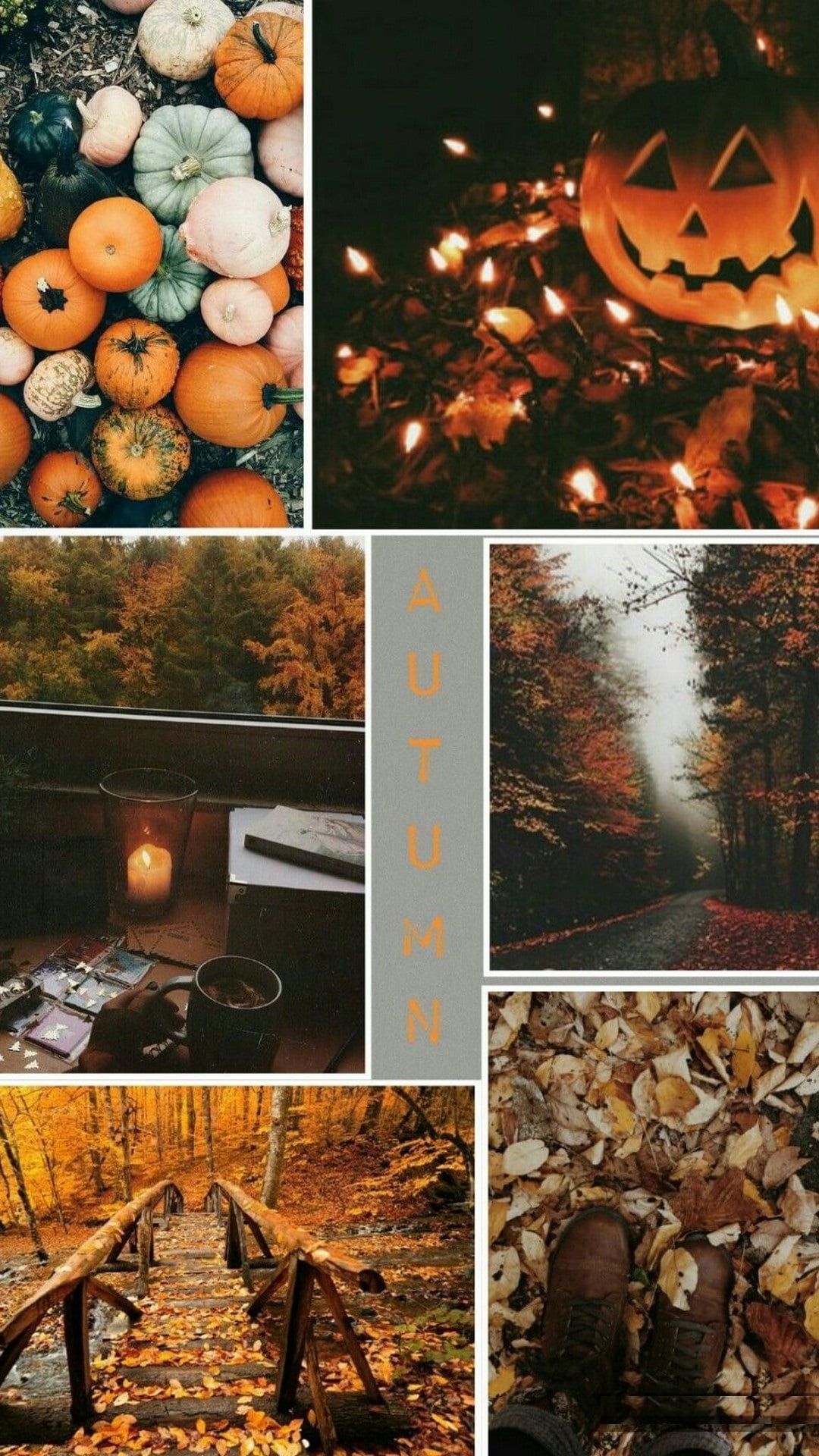A collage of images including pumpkins, fall leaves, and a road in the woods. - Cozy