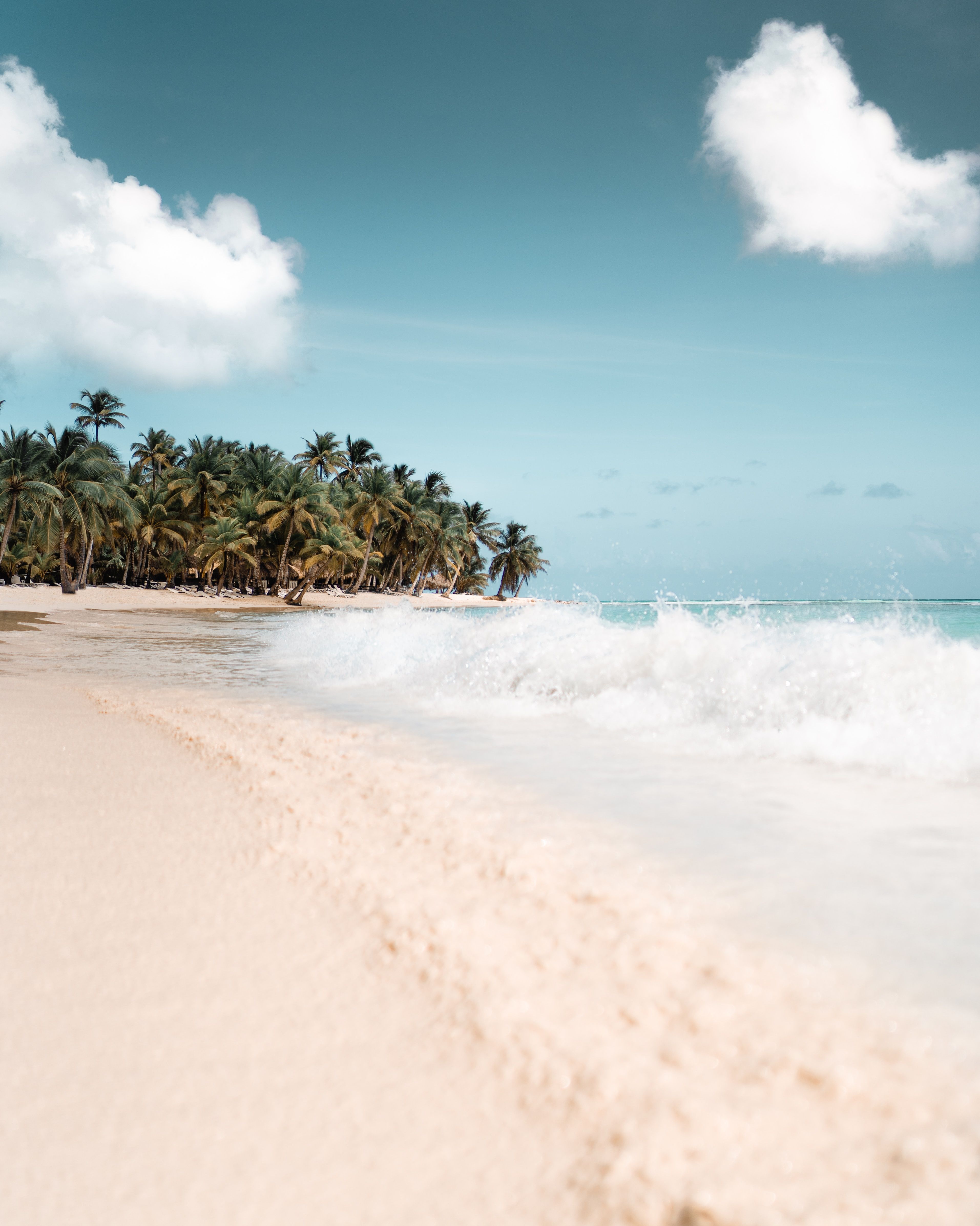 A beach with palm trees and waves - Beach