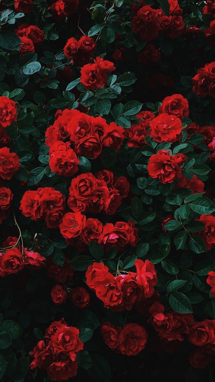 Red Roses Wallpaper Download