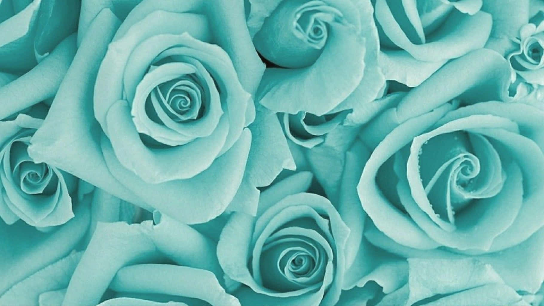 A close up of teal roses on a teal background. - Teal, aqua