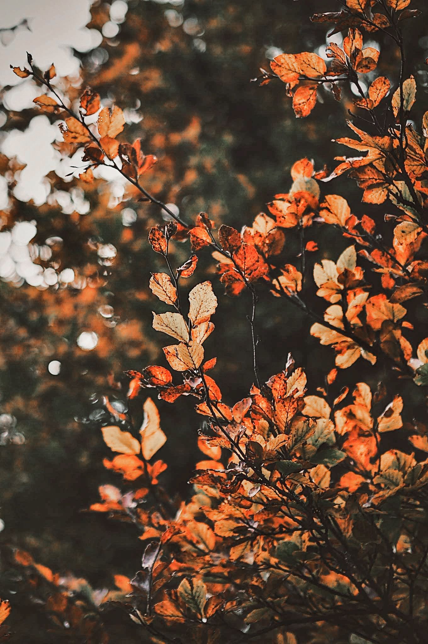 A tree branch with orange leaves in the fall. - Warm, fall