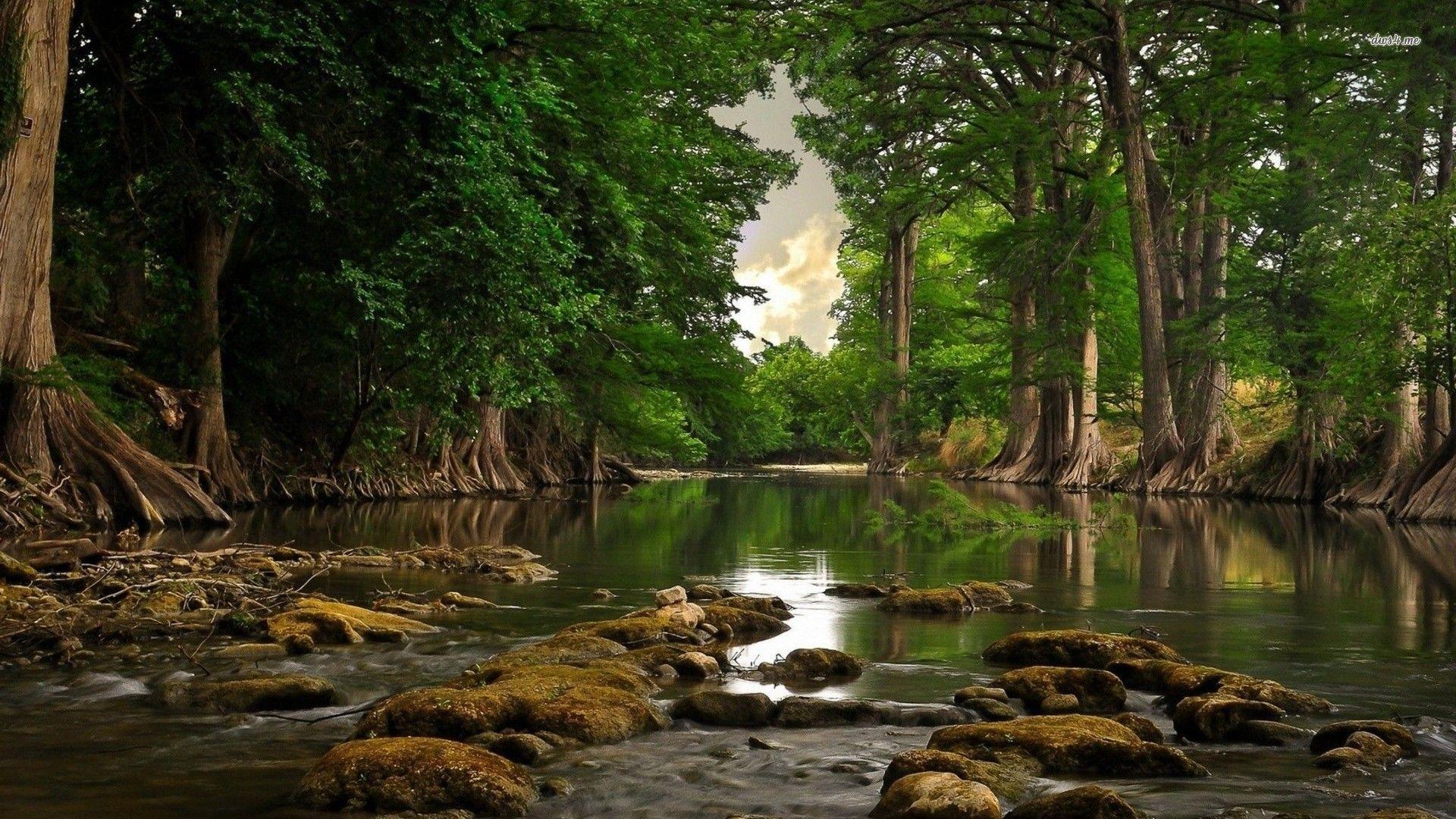 A river flowing through the woods - River