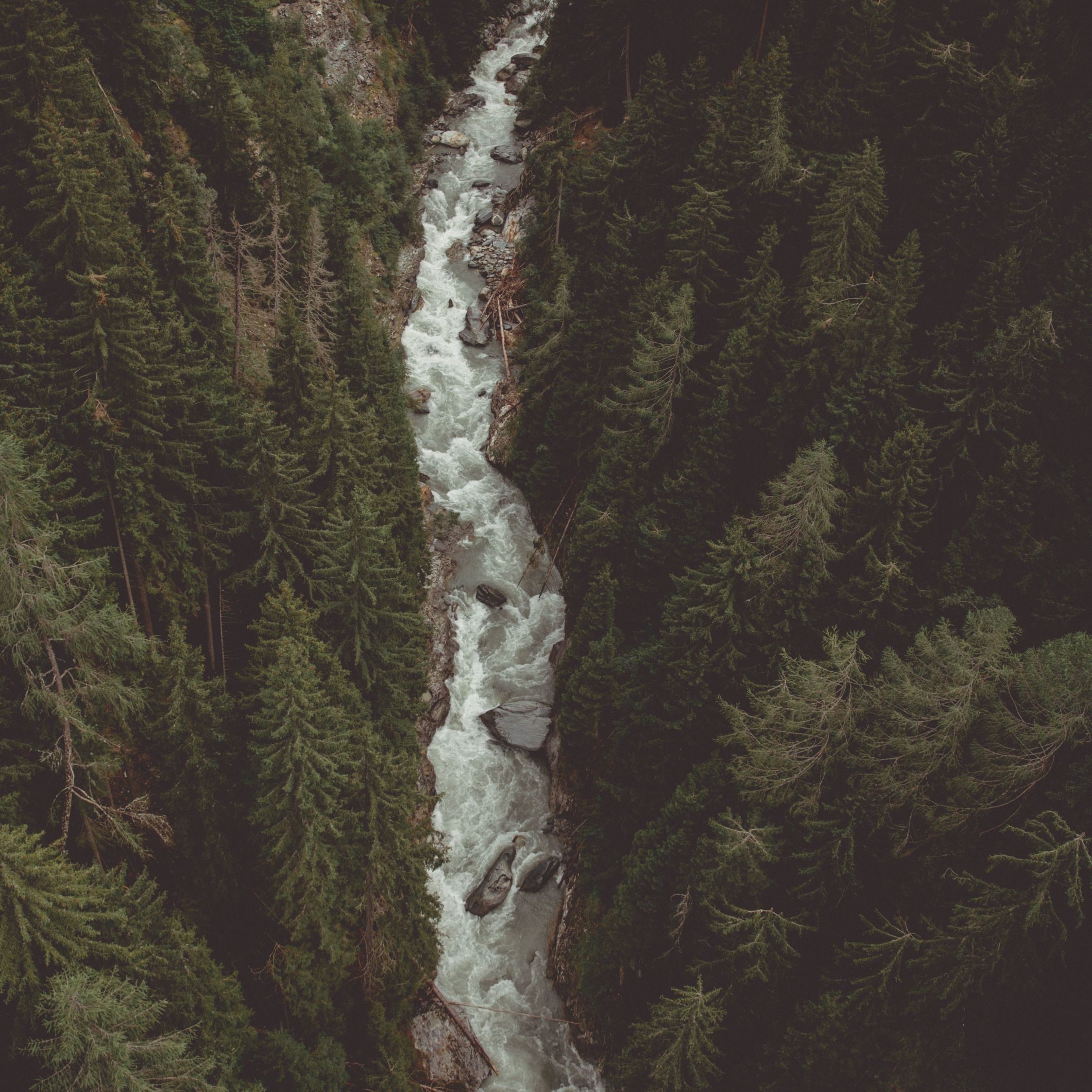 A river flows through a dense forest of pine trees. - River