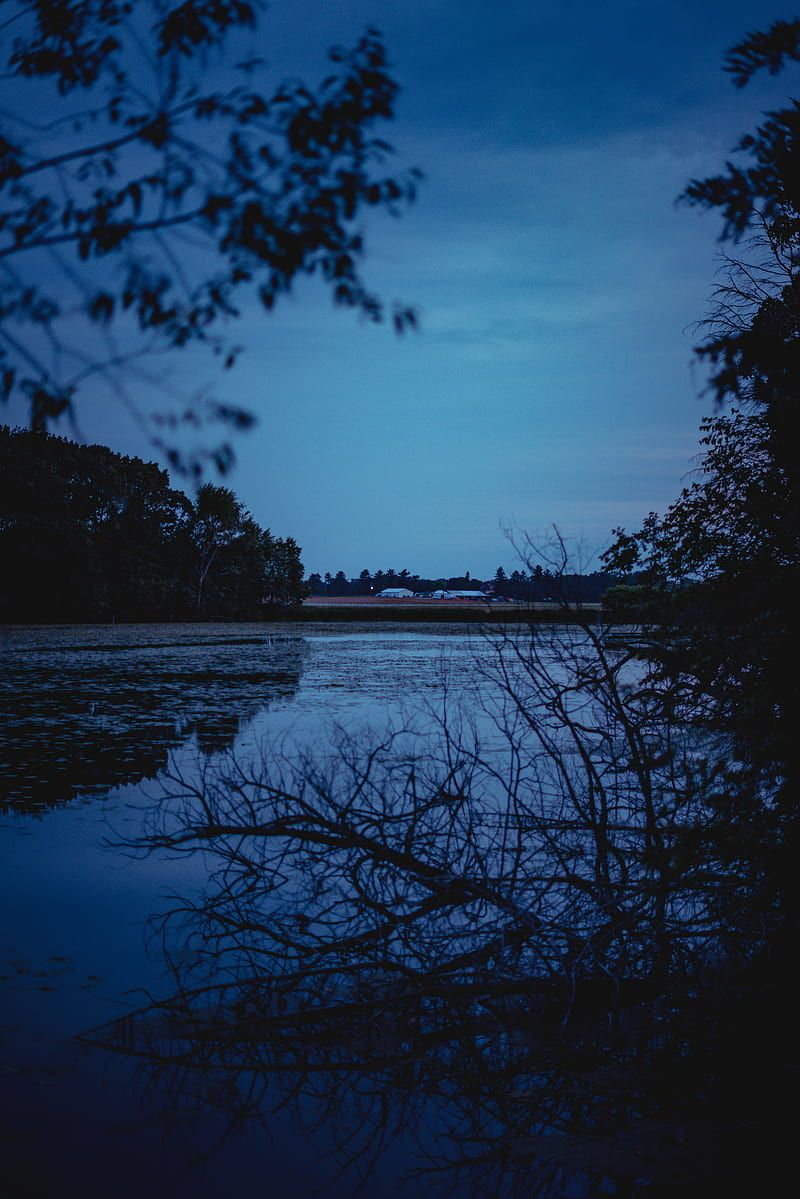 River, trees, branches, evening, HD phone wallpaper