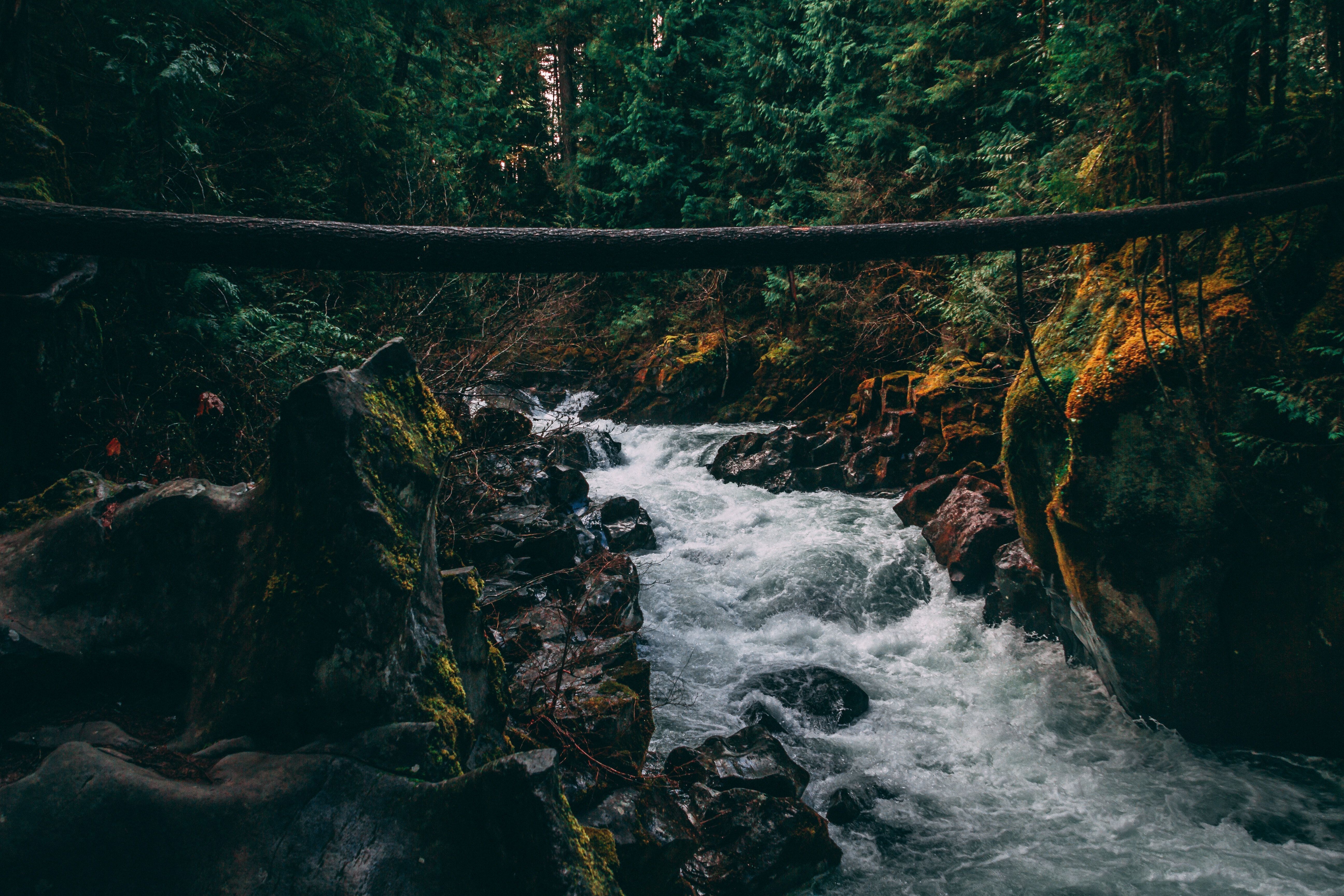 A bridge over the river in this forest - River