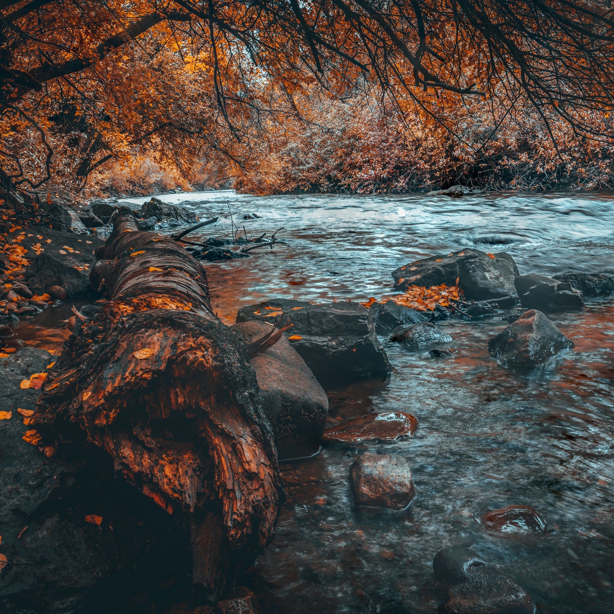 A log in a river surrounded by rocks and trees. - River