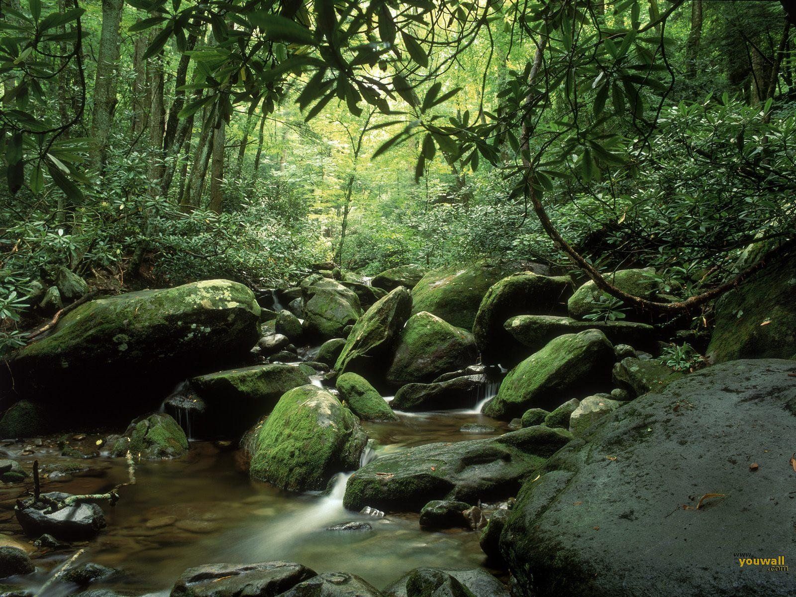 A stream flows through a lush green forest with moss covered rocks. - River