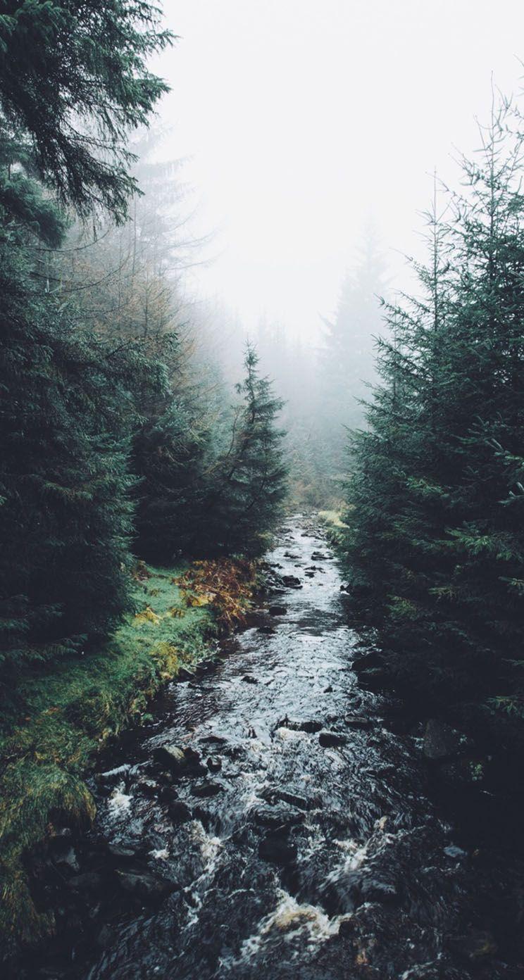 A river surrounded by trees in the fog. - River