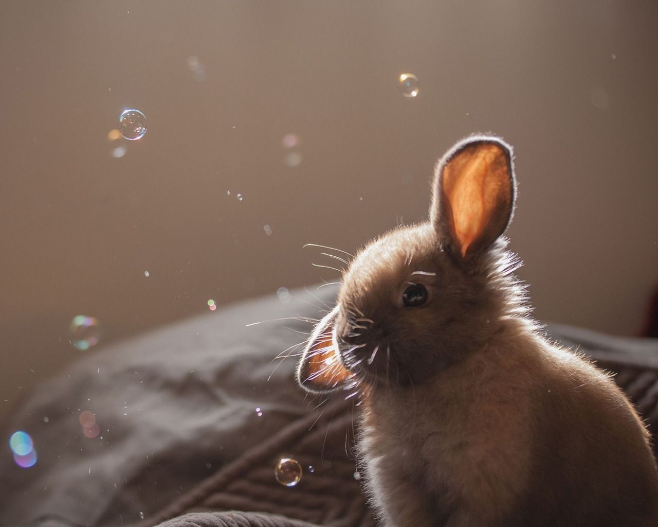 A rabbit sitting on a bed surrounded by bubbles - 1280x1024