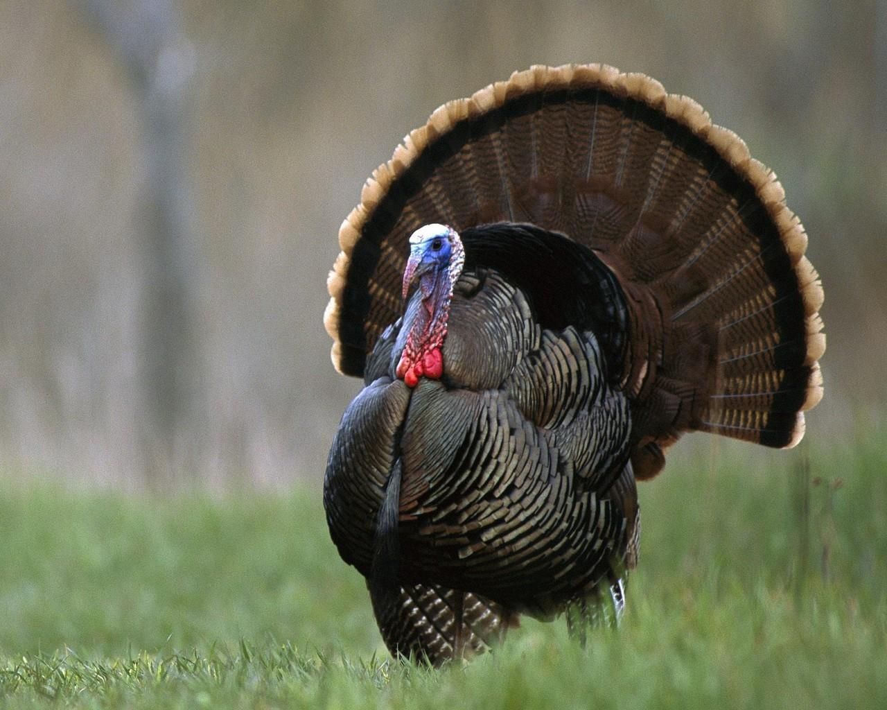 A male turkey displays its feathers in a grassy field. - 1280x1024