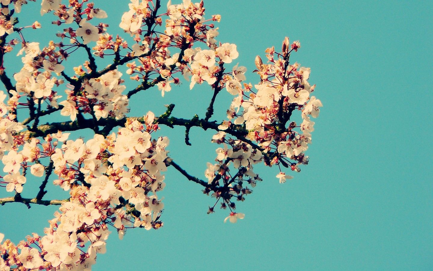 A branch of cherry blossoms against a blue sky - 1440x900