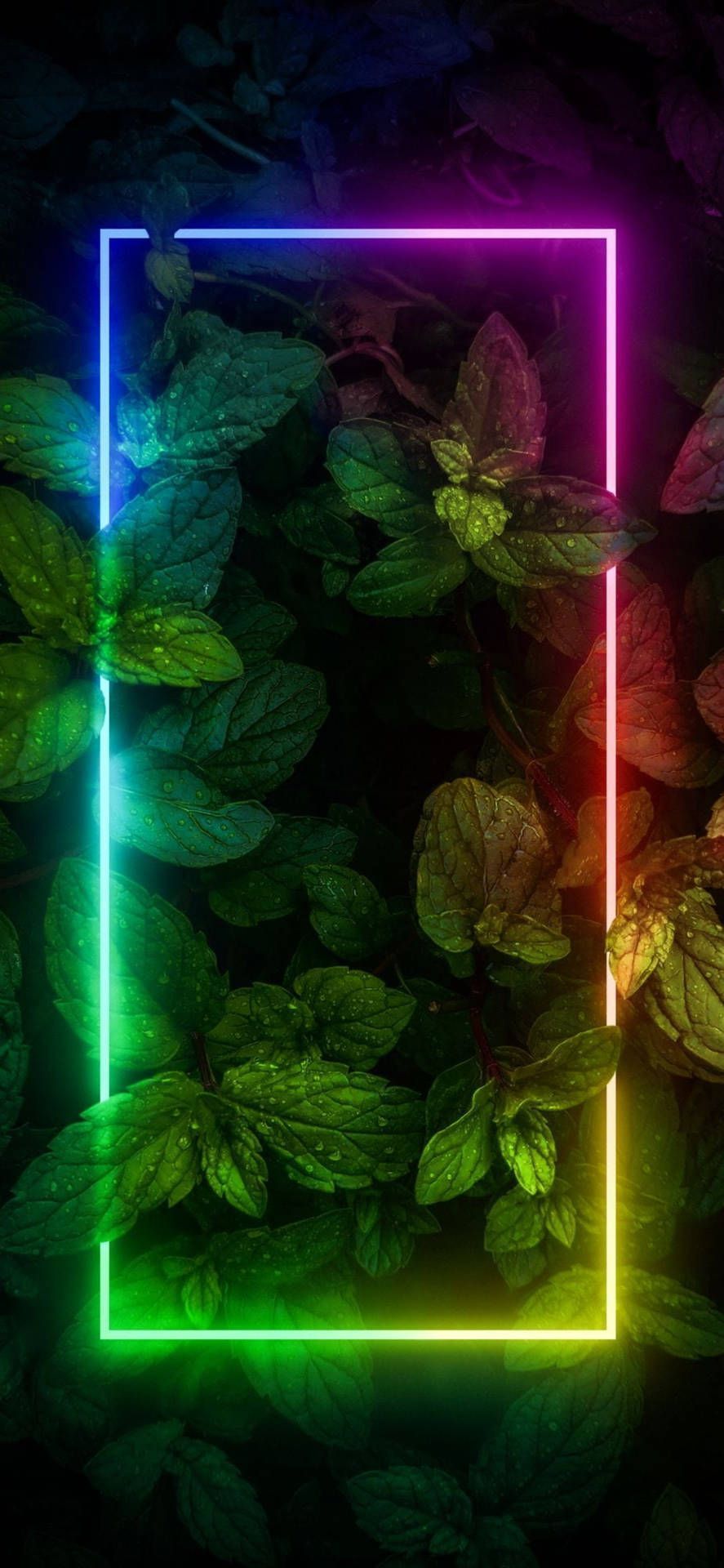 A neon frame in the leaves wallpaper 1080x2340 - Border