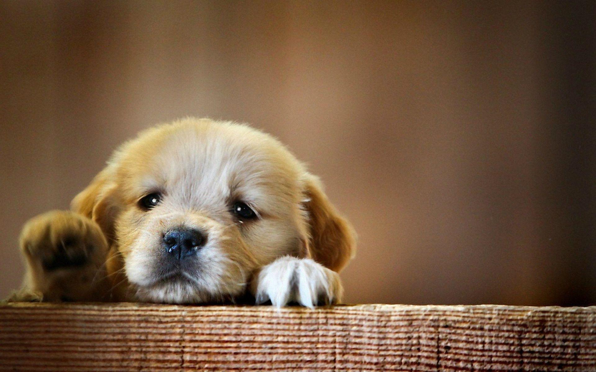 A cute puppy with its paws on the edge of a wooden table - Dog