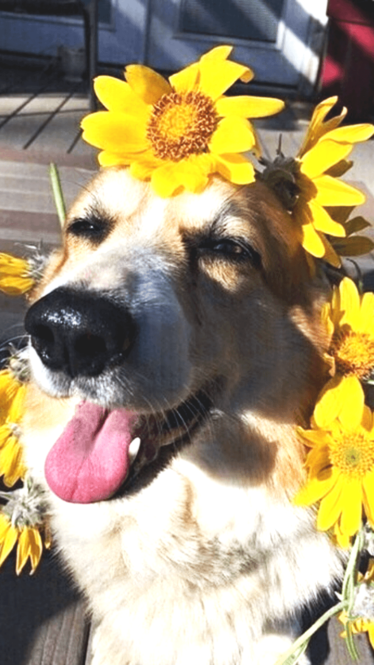 A dog with a flower crown on its head. - Dog
