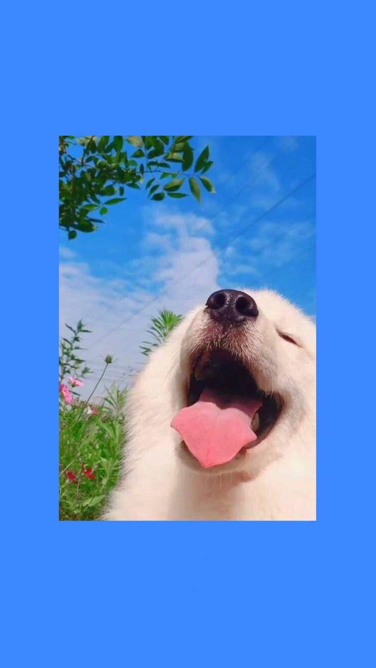 Summer Cute Dogs 4k Wallpaper
