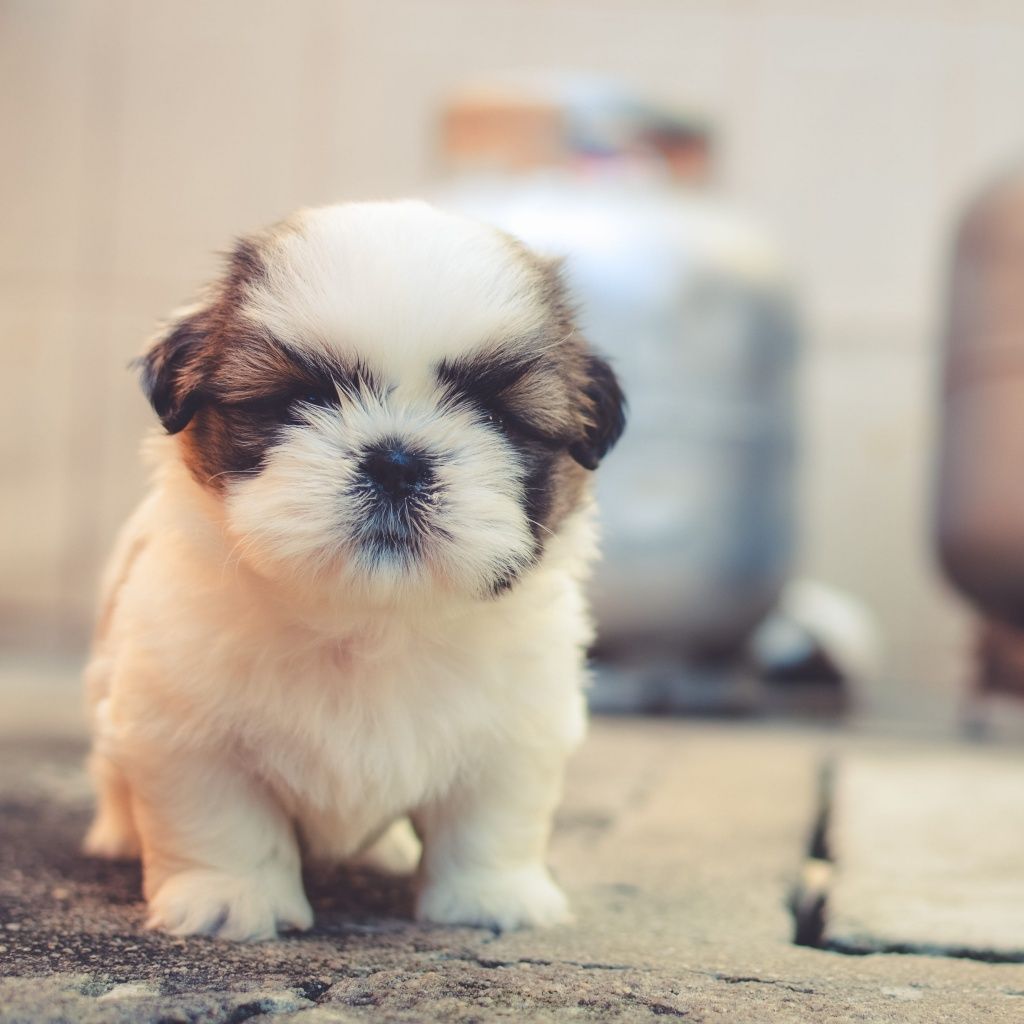 Cute puppies Wallpaper 4K, Saint Bernard, Cute dog, Adorable