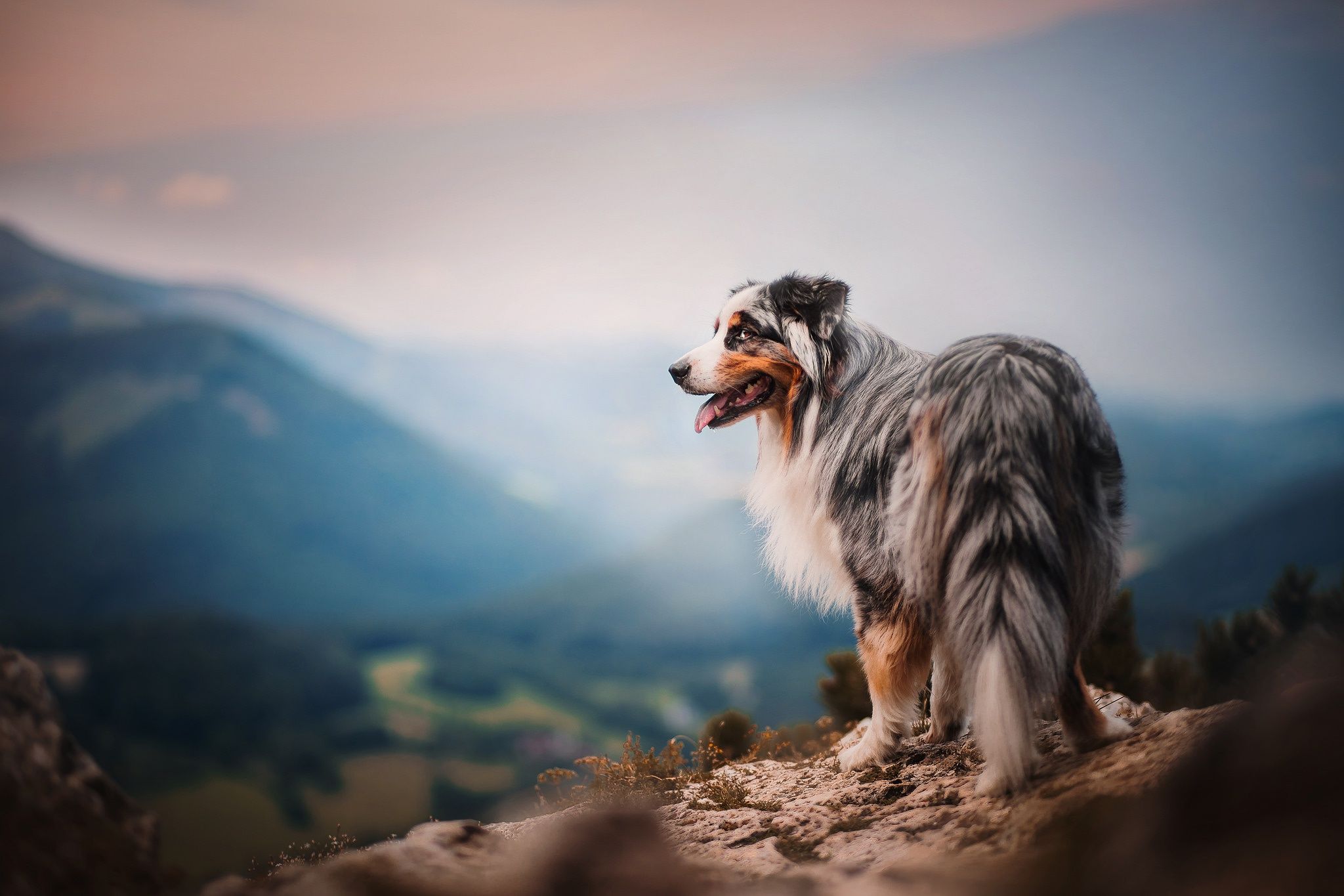 A dog standing on a mountain top - Dog