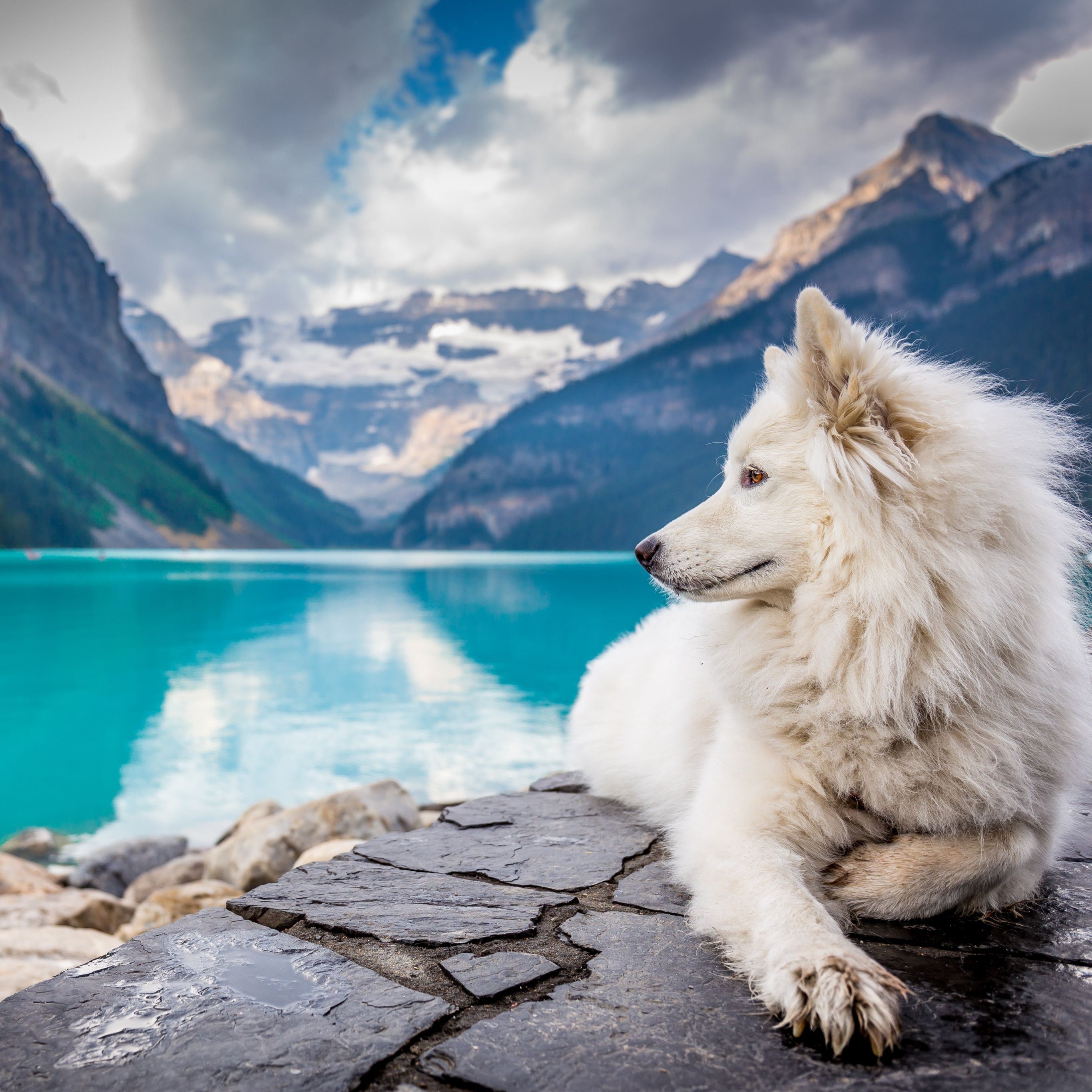 White Dog Wallpaper 4K, Mountains, Lake Louise, Clouds