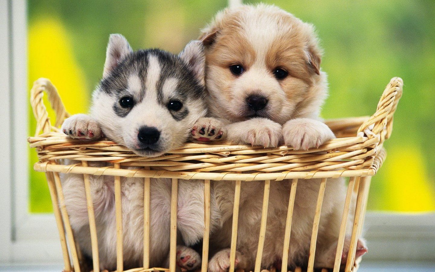 Two puppies in a basket - Dog