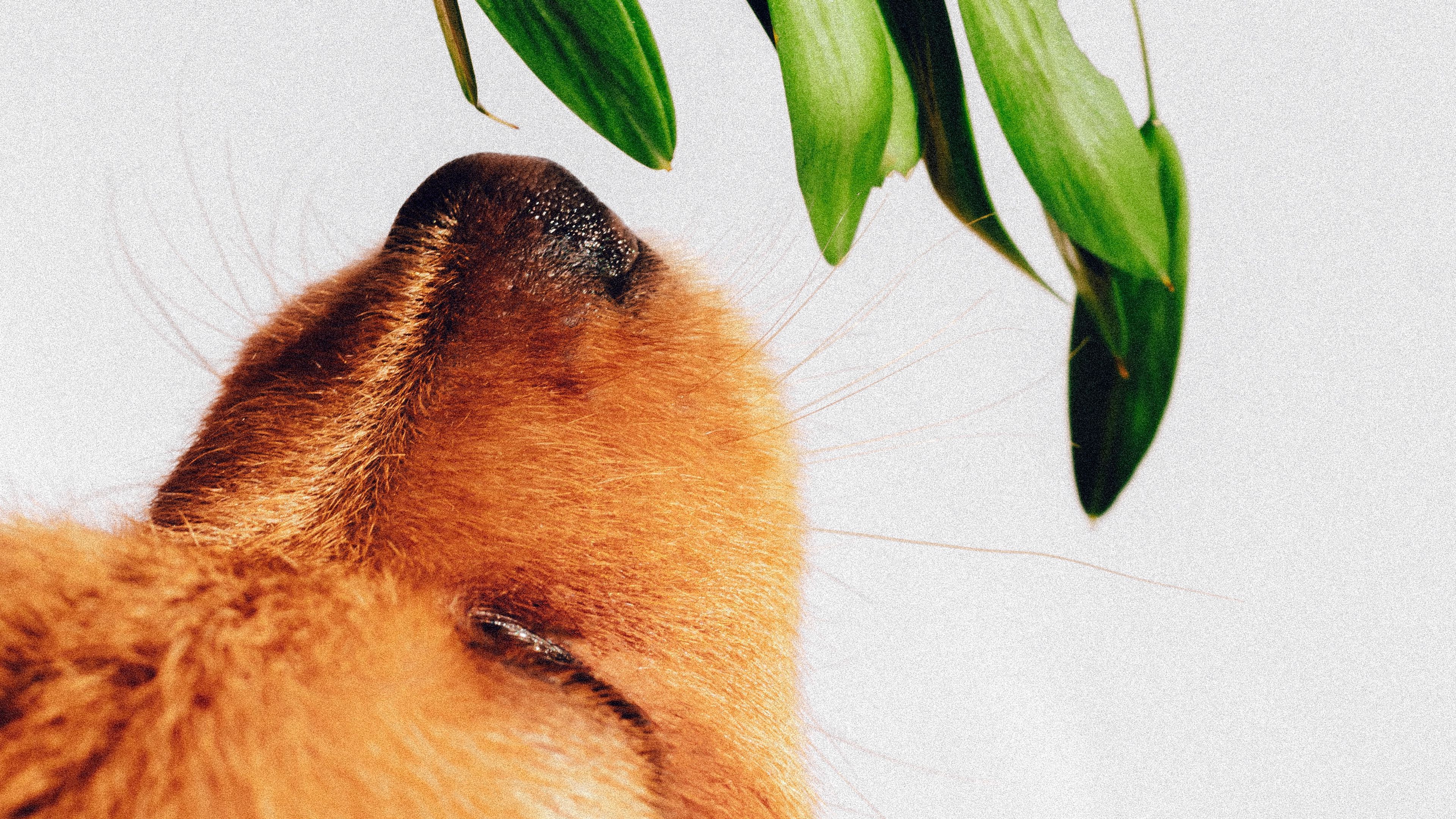 A dog looking up at a plant. - Dog