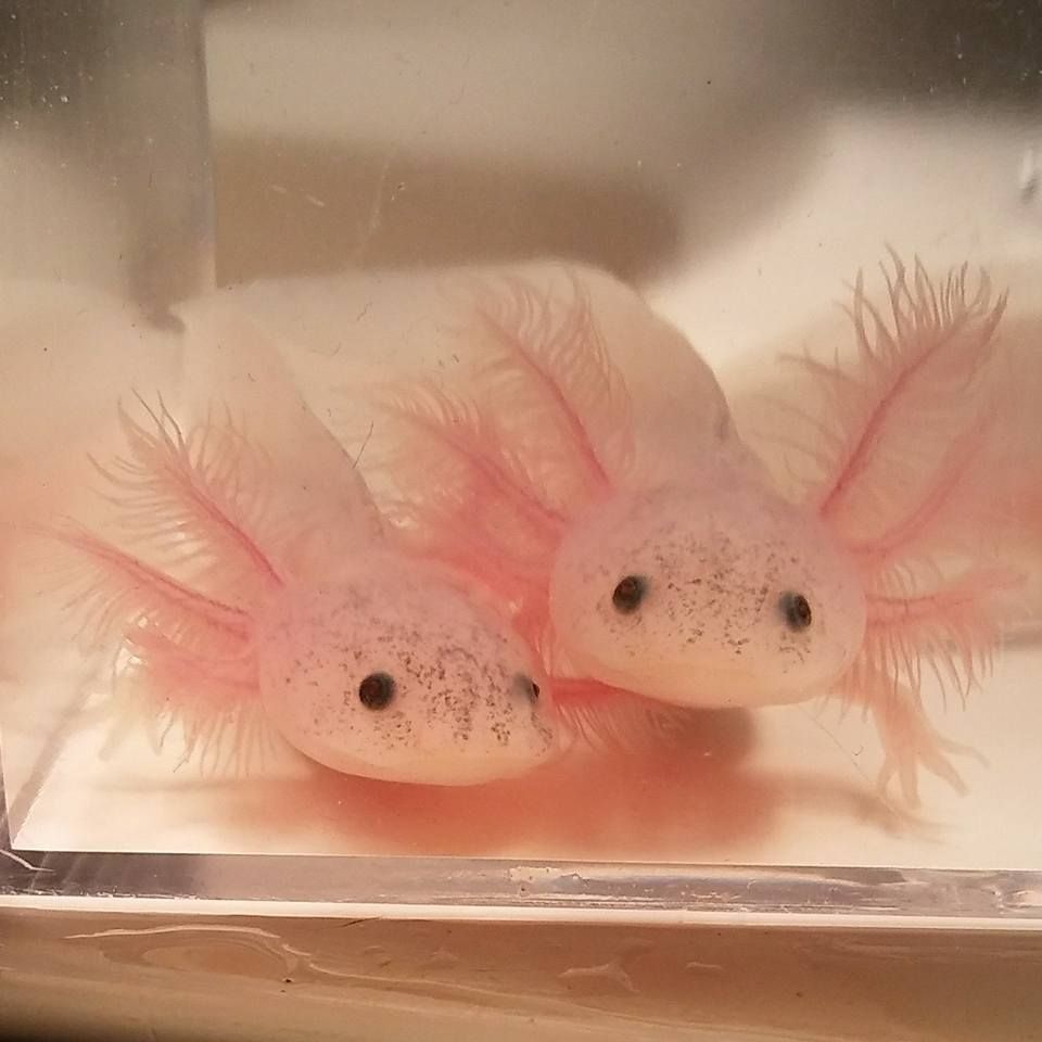 Two axolotls in a tank - Axolotl