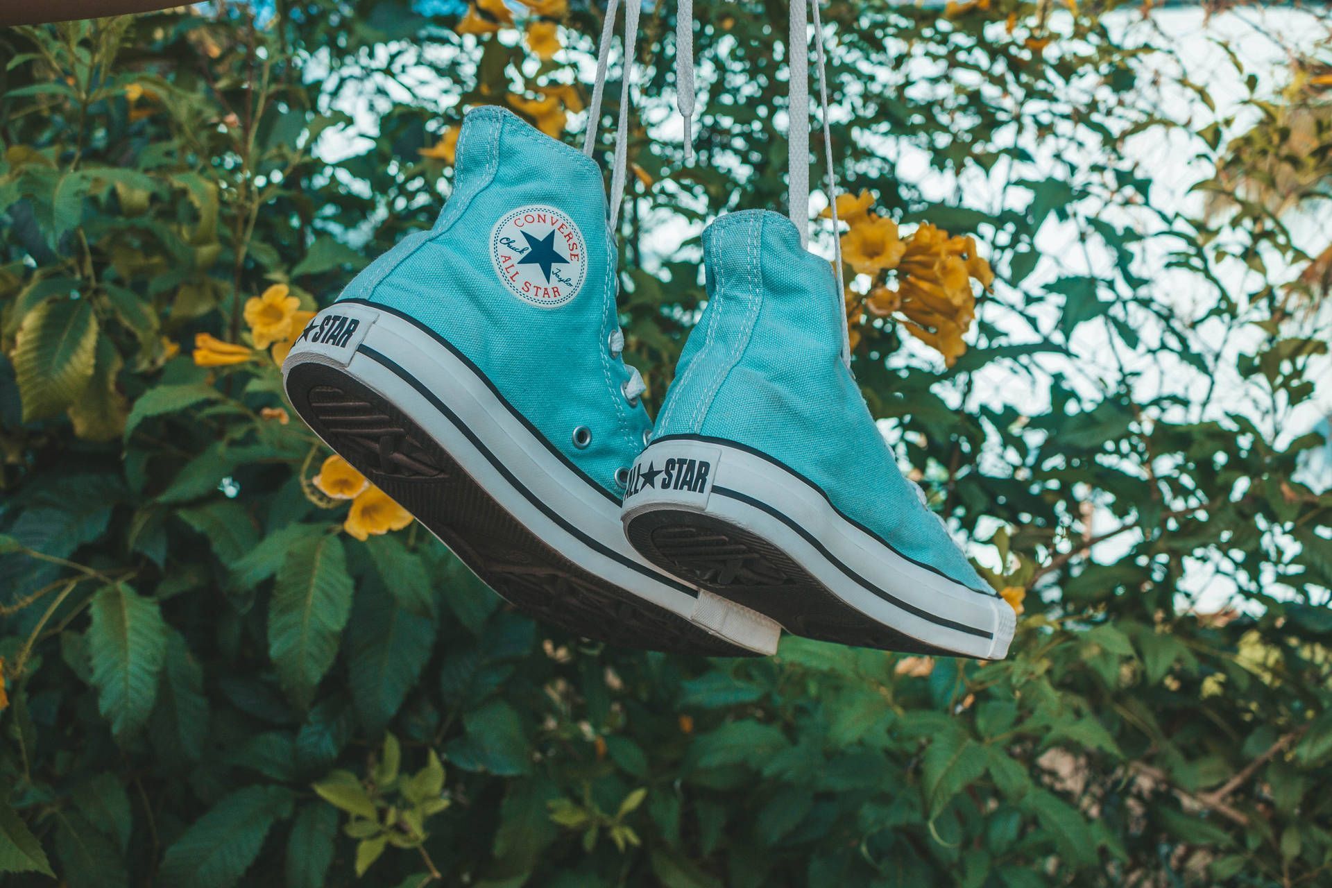 A pair of Converse shoes hanging from a tree - Converse
