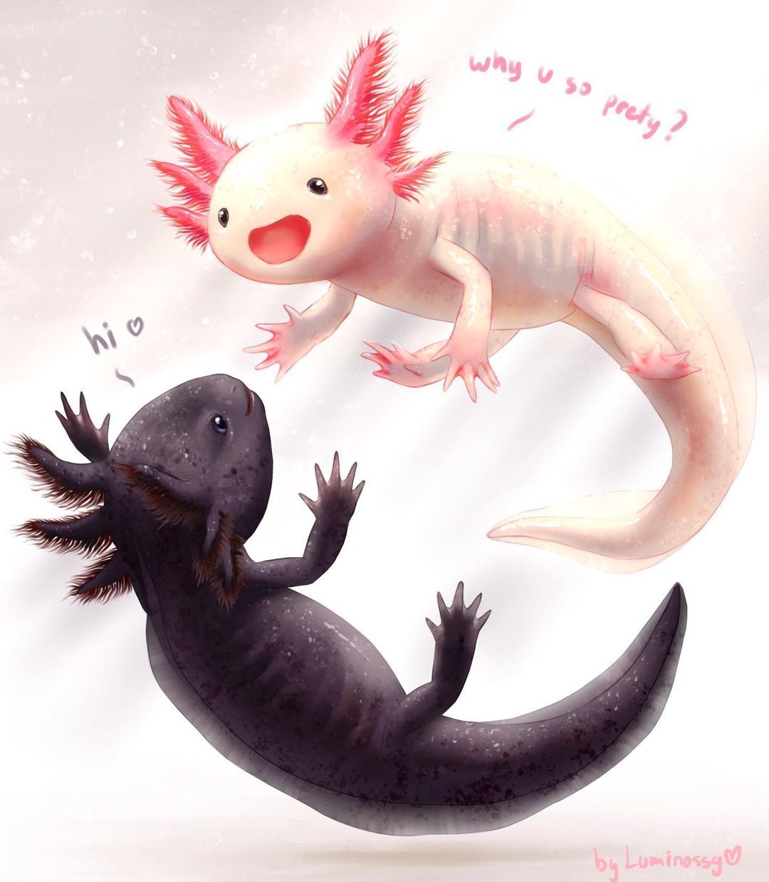 A black axolotl is asking a pink axolotl why it's so round. - Axolotl