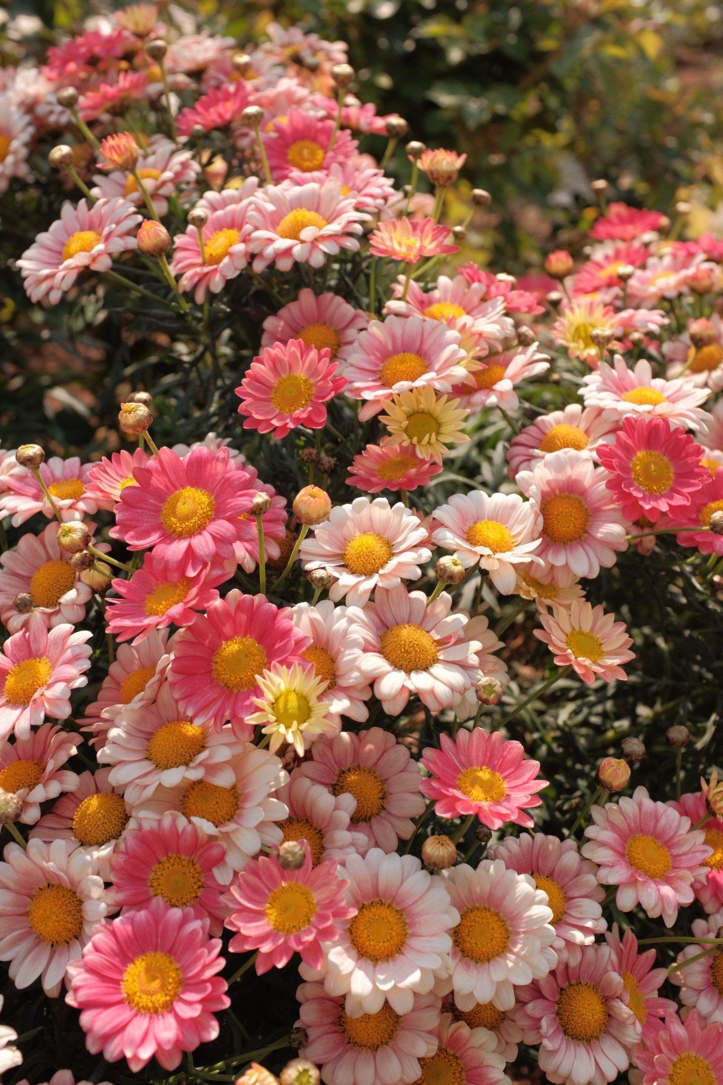 A close up of some pink and white flowers - Flower, garden
