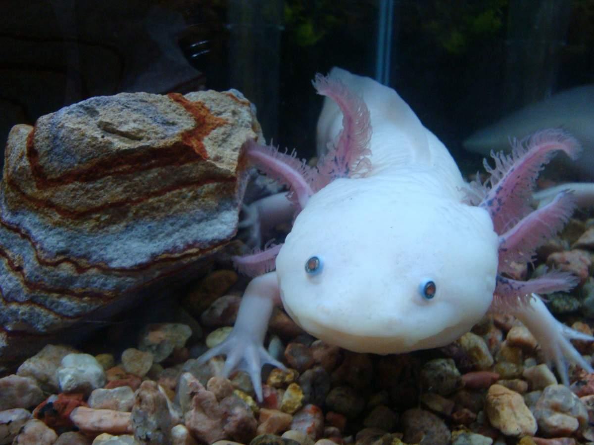 The axolotl is a type of salamander that is native to the rivers of Mexico. - Axolotl