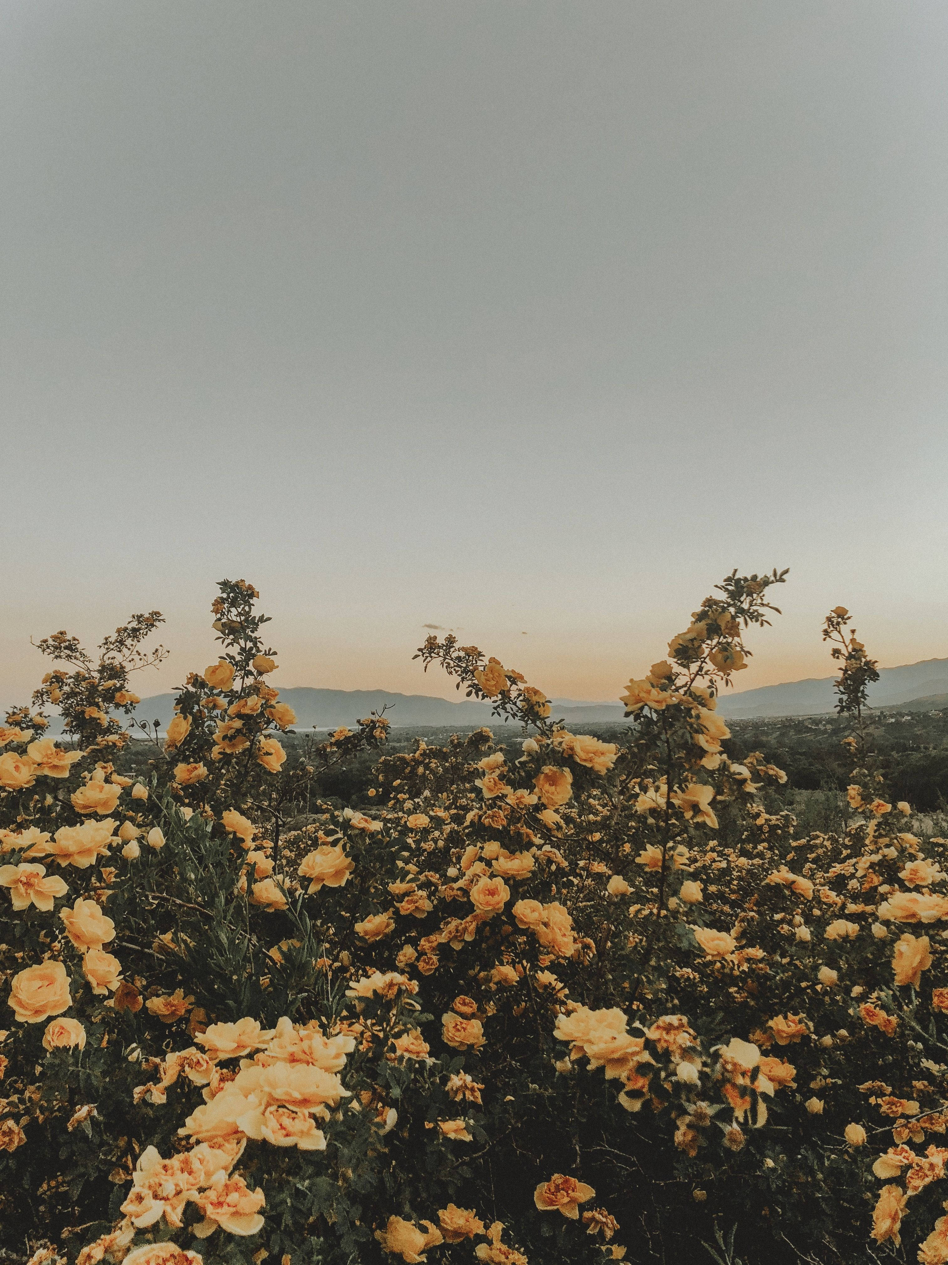 A field of flowers with mountains in the background - Summer