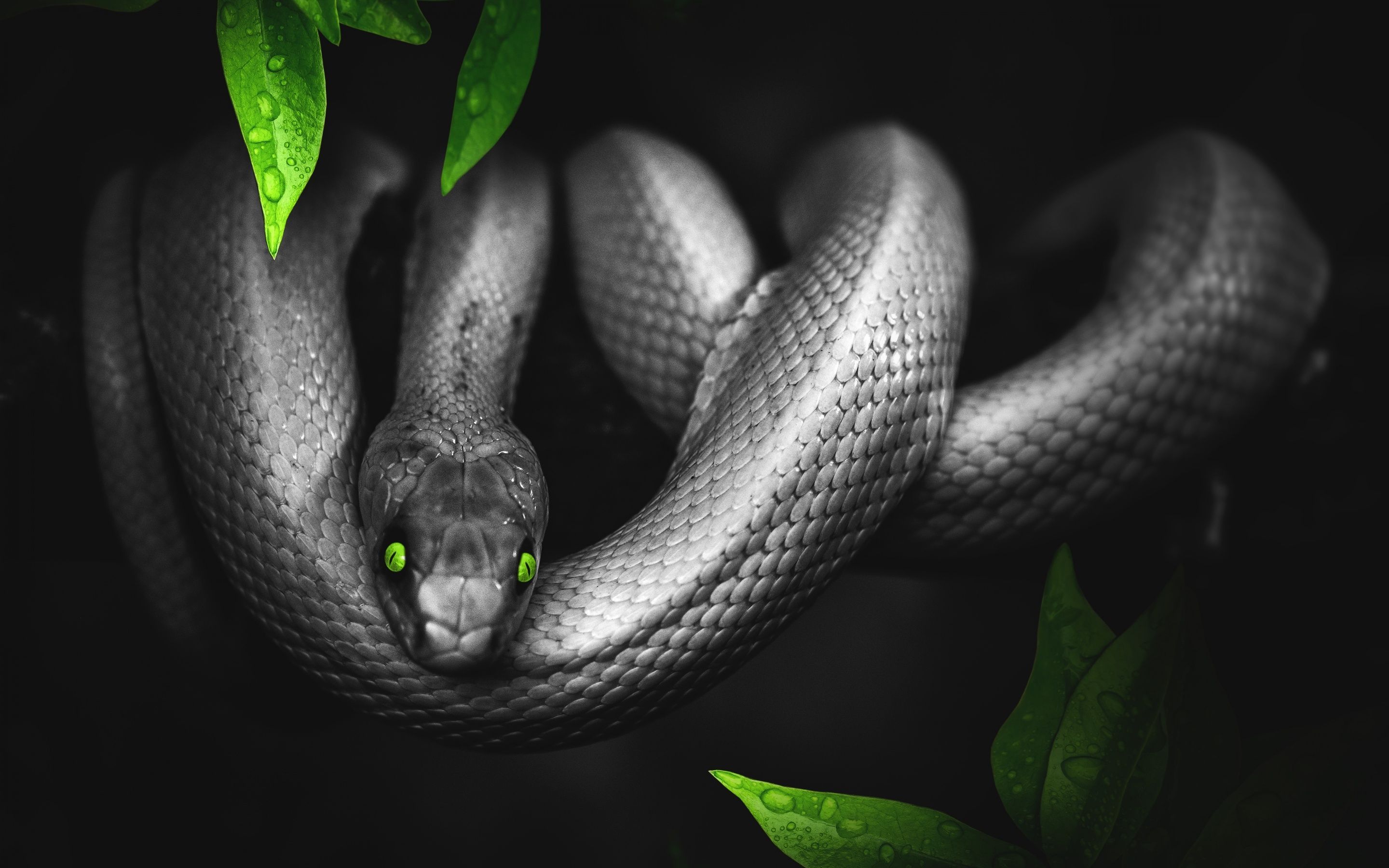 Black snake with green eyes on a green plant - Snake