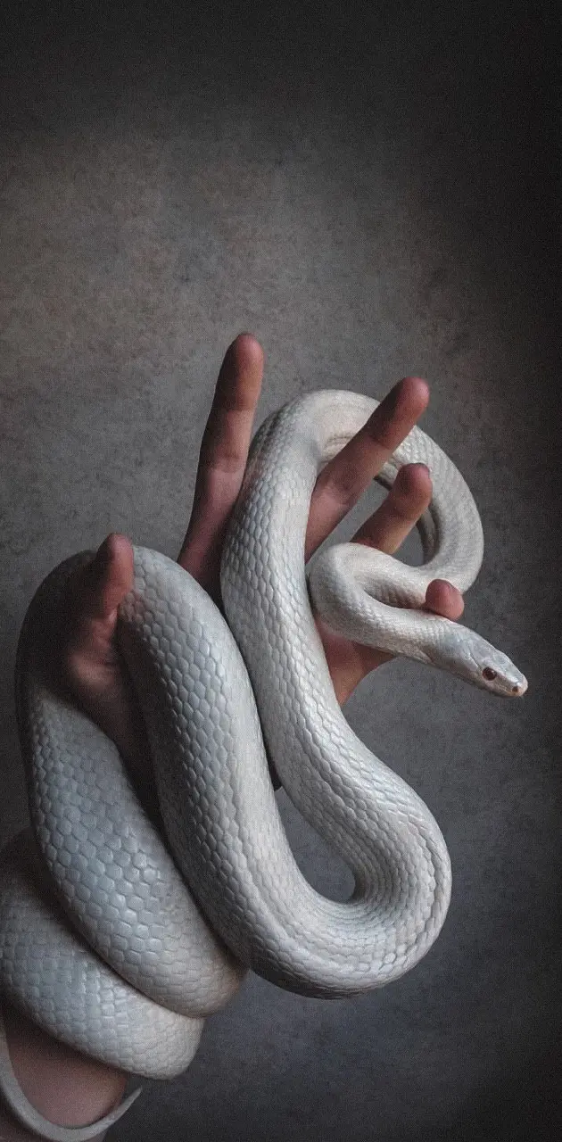 A person holding a white snake in their hand. - Snake