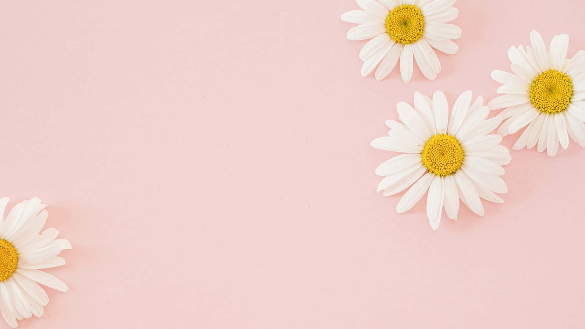White daisies on a pink background - Light pink, soft pink, daisy