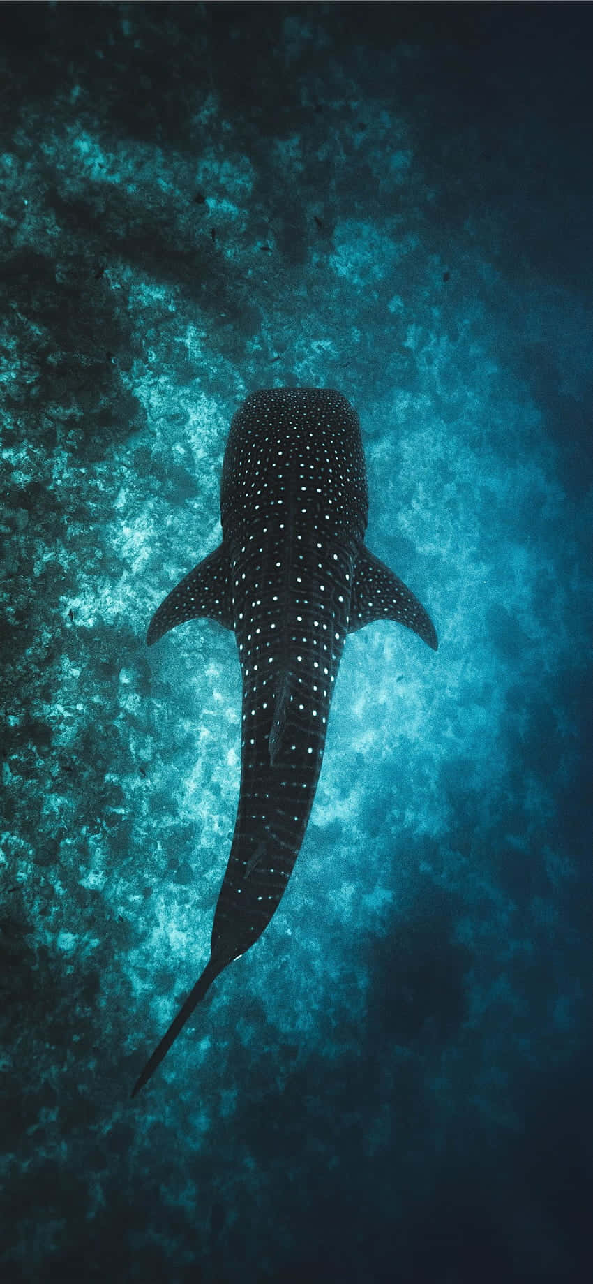 A whale shark swimming in the ocean - Underwater