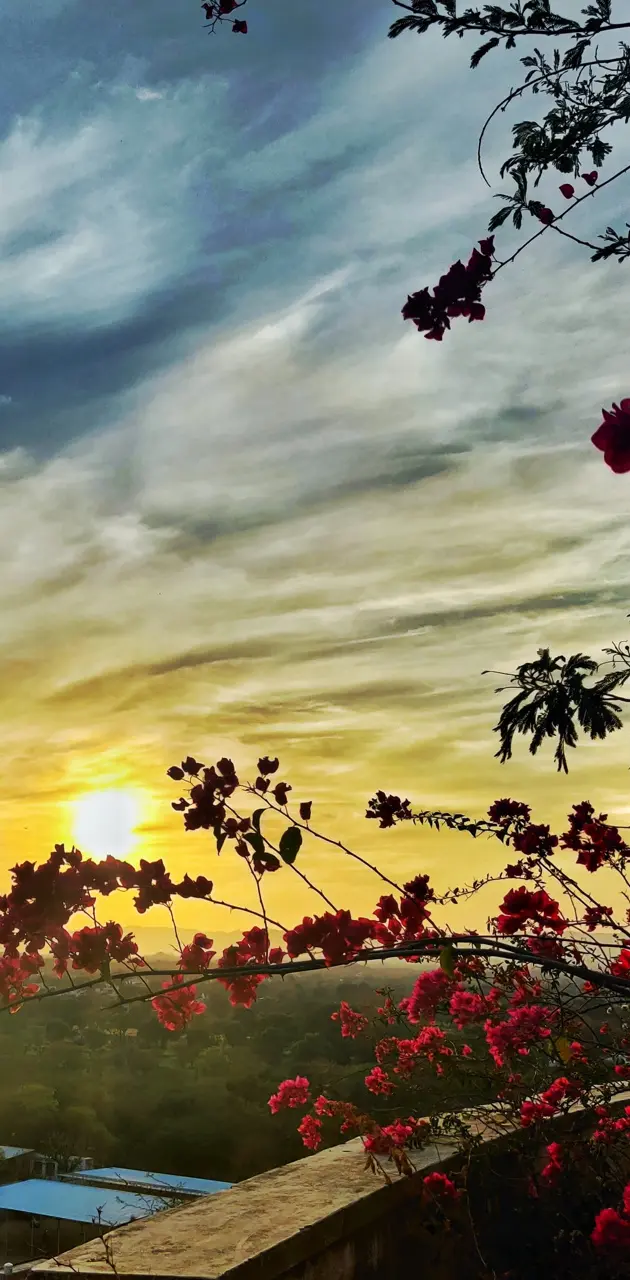 A sunset with pink flowers in the foreground. - Sunrise